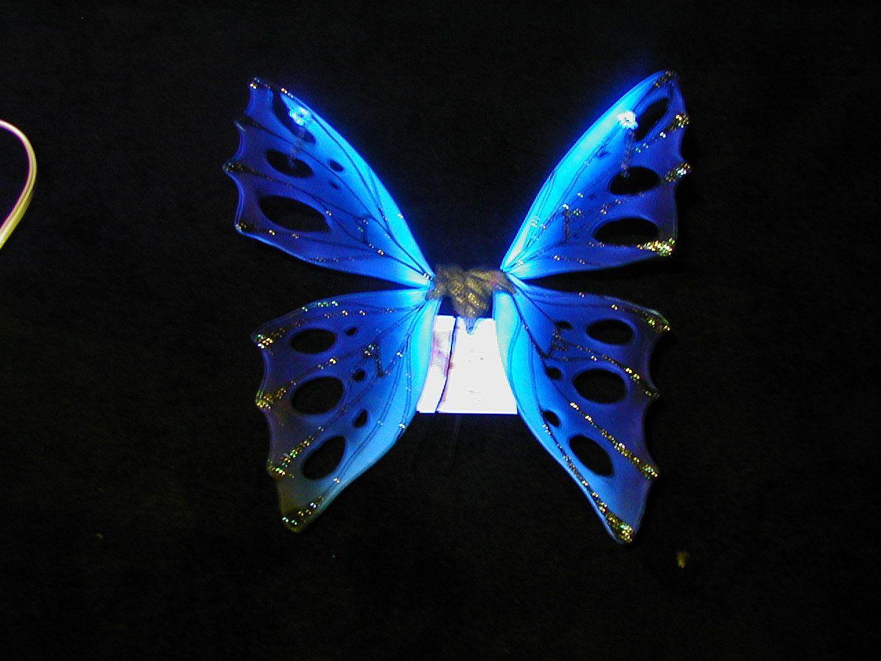 Amazing Dark Blue Butterfly Color