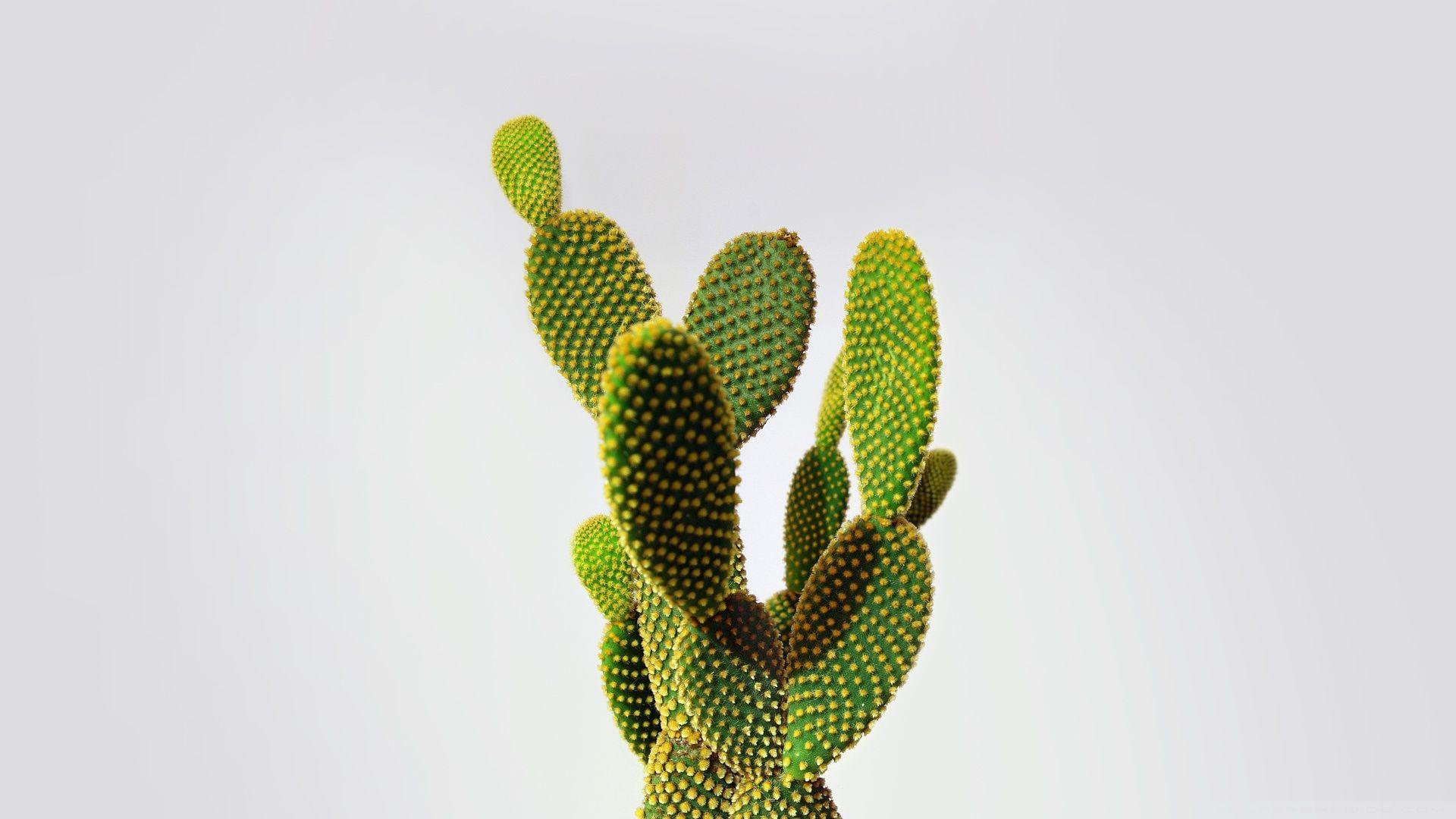 100 Cute Cactus Background s  Wallpaperscom