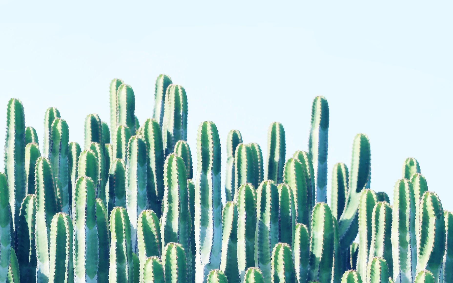 Kaktus Wallpapers - Wallpaper Cave