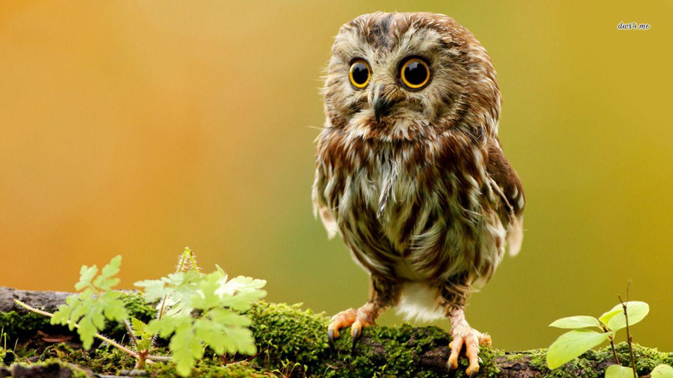 Image for Animal Wallpaper High Definition I39. owl