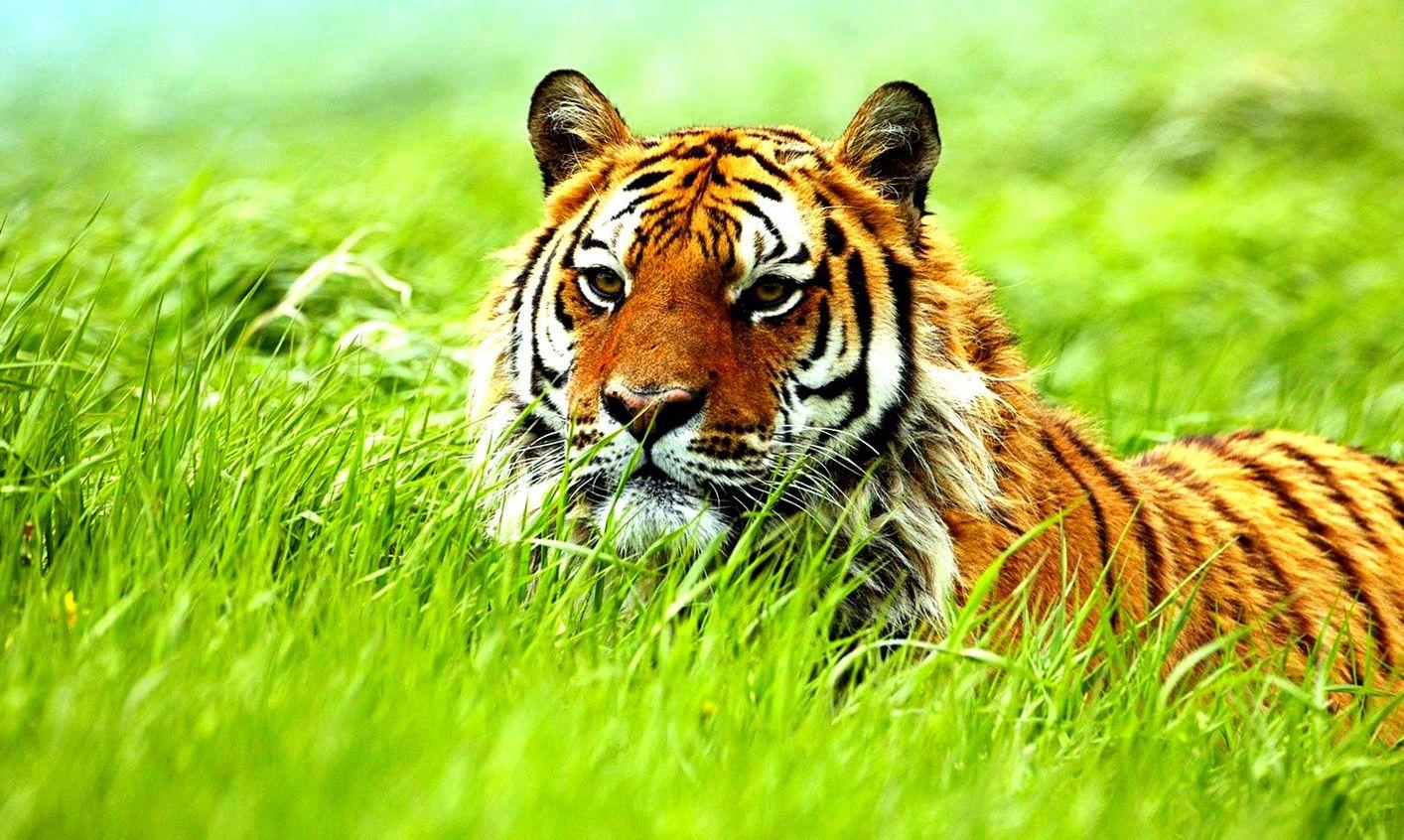 Free Cool Wild Animal Wallpaper Picture