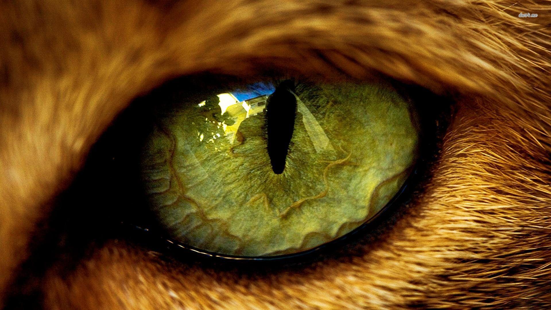 Animal Eyes Wallpaper HD image picture. Free Download