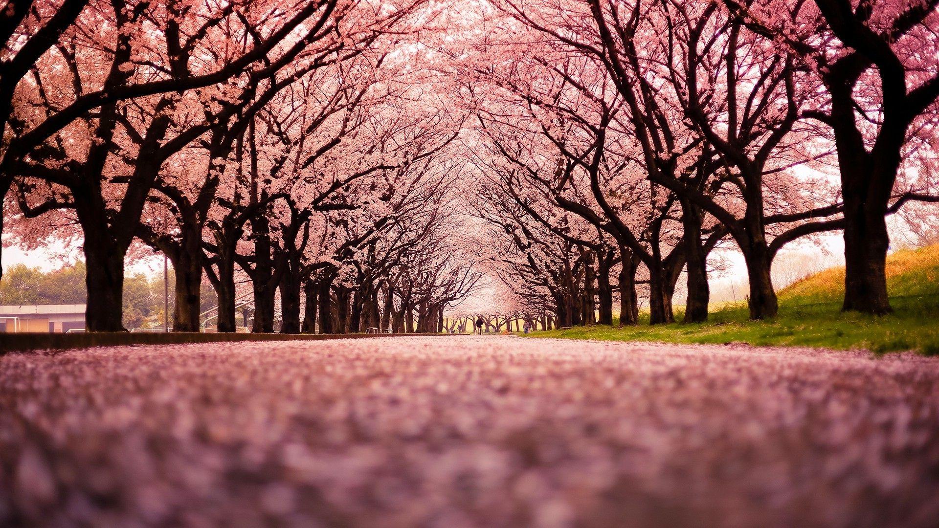 Cherry Blossom Wallpapers HD Wallpaper Cave