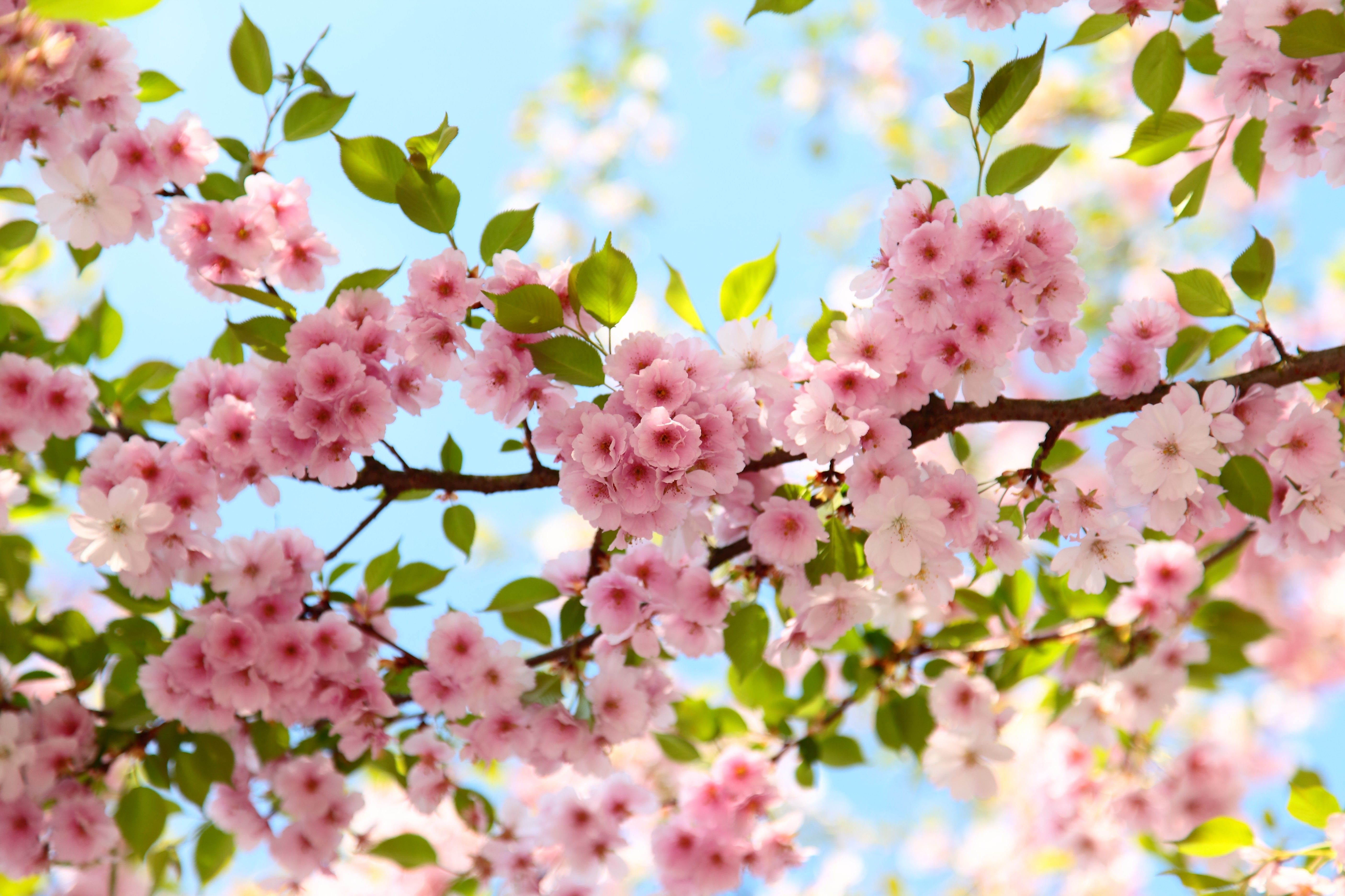 Group of Sakura Blossoms Spring Wallpaper