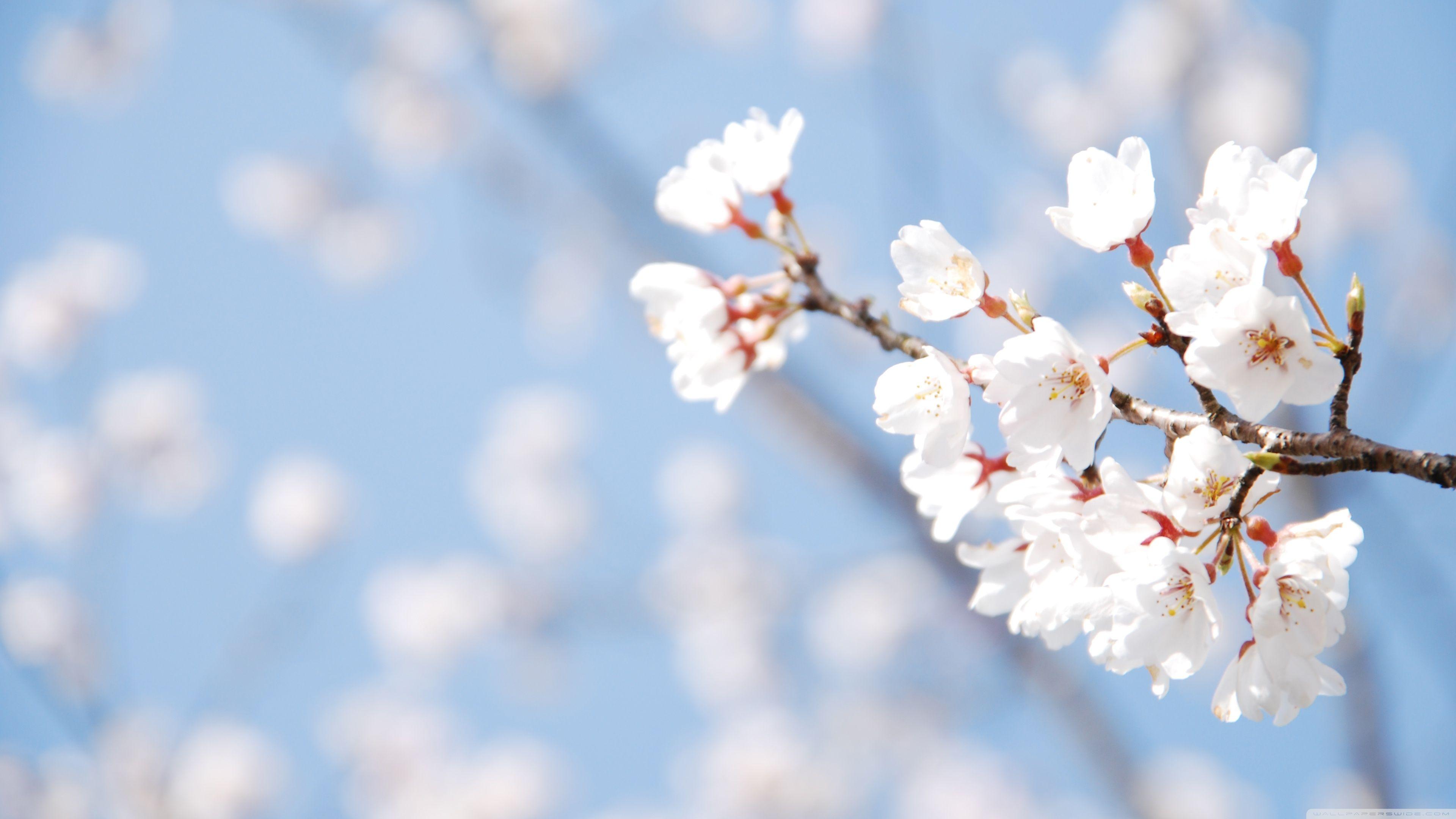 Cherry Blossom And Blue Sky ❤ 4K HD Desktop Wallpaper for 4K Ultra