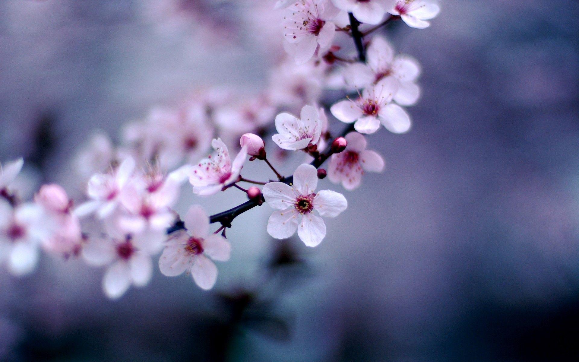 Flowers Wallpaper Blossom Cherry