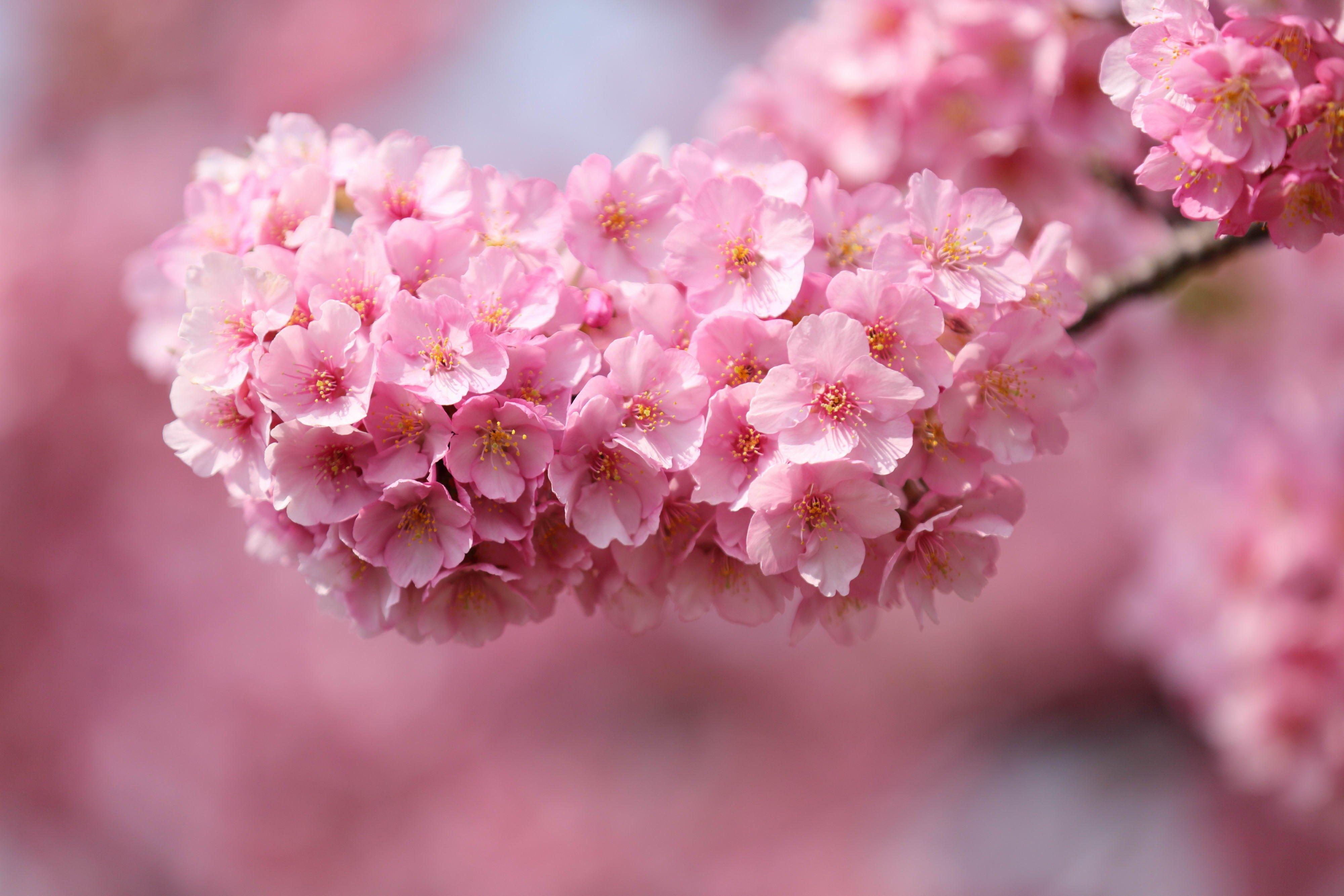 cherry blossom wallpaper HD. sharovarka. Cherry