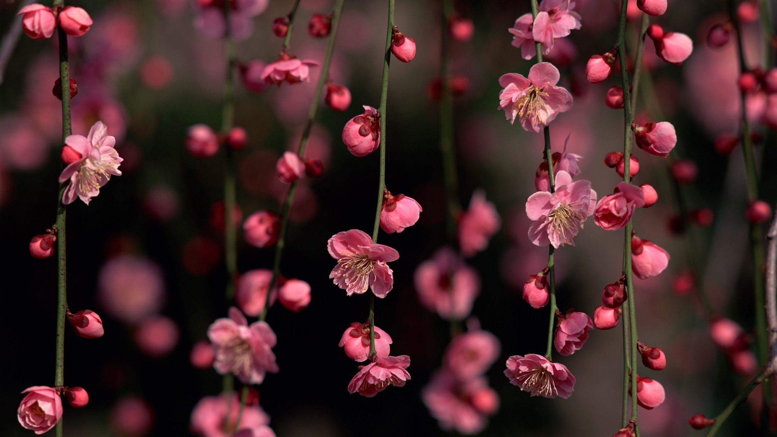 Image for Awesome Cherry Blossom (Sakura) Wallpaper HD 21. фоны