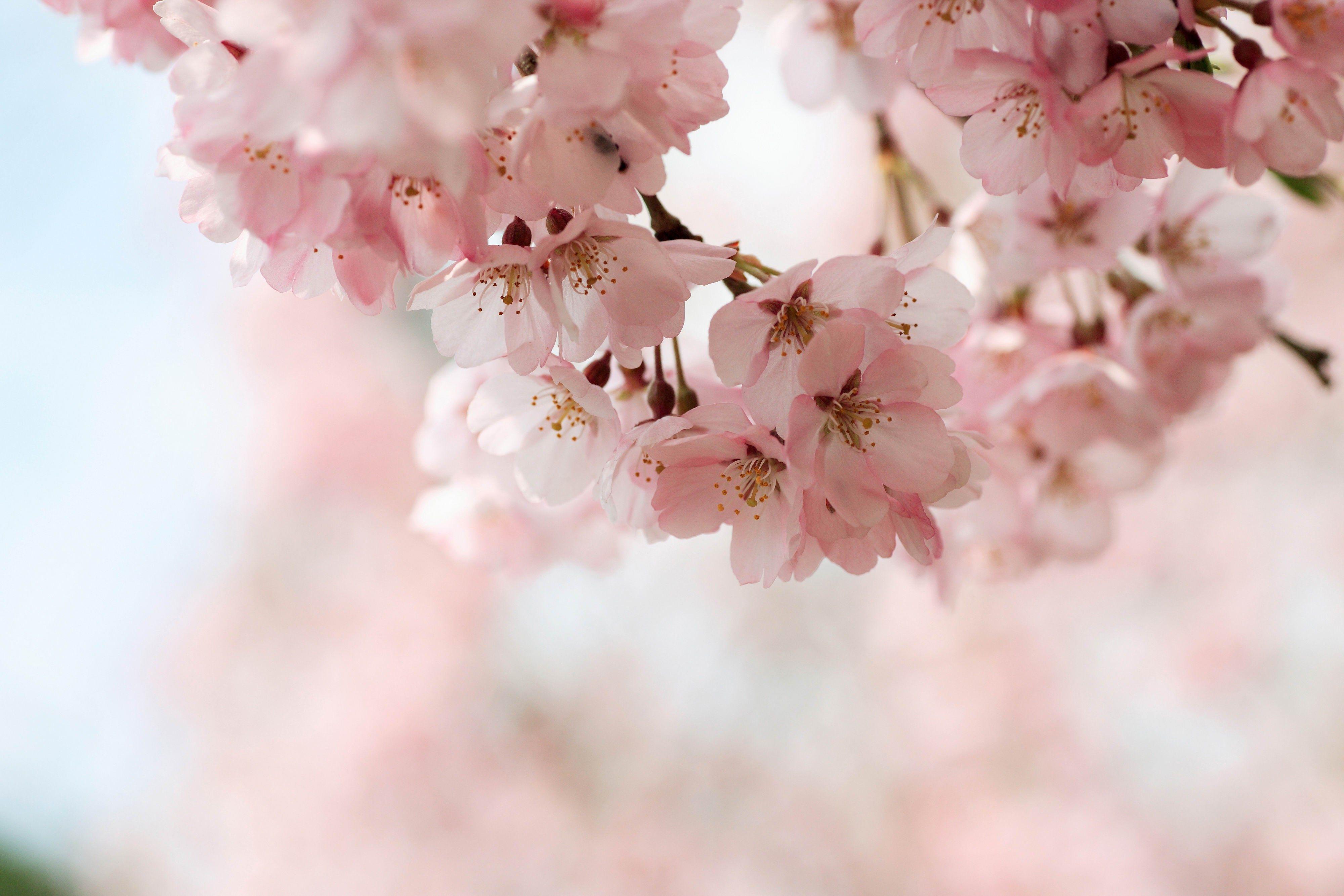 dark minimalist wallpaper cherry blossom