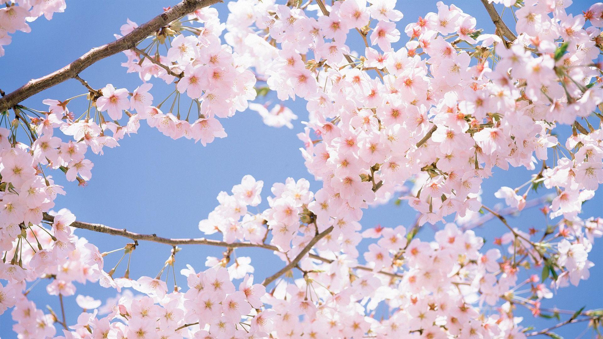 cherry blossom wallpaper HD