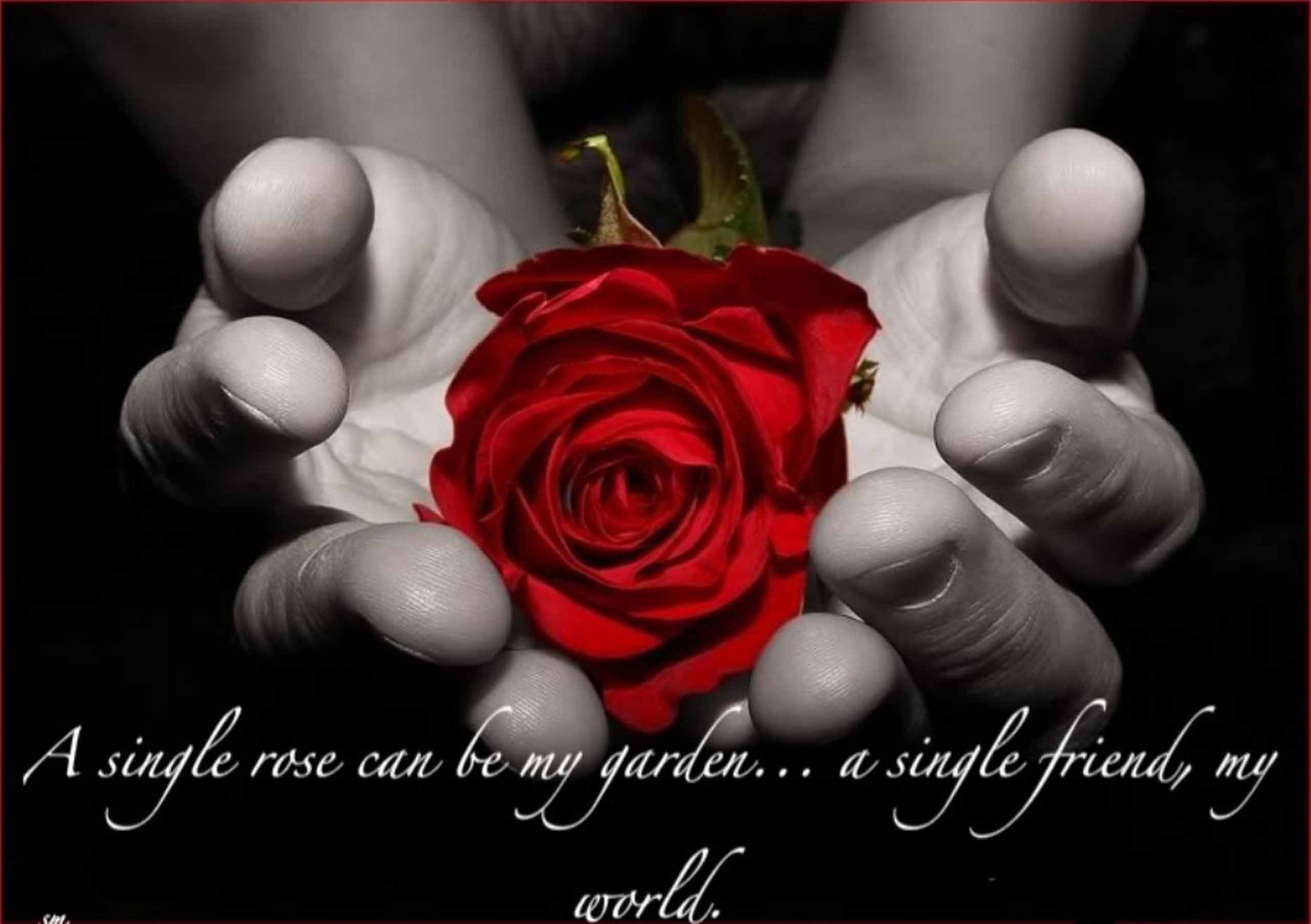 Red rose for friendship love HD wallpaper