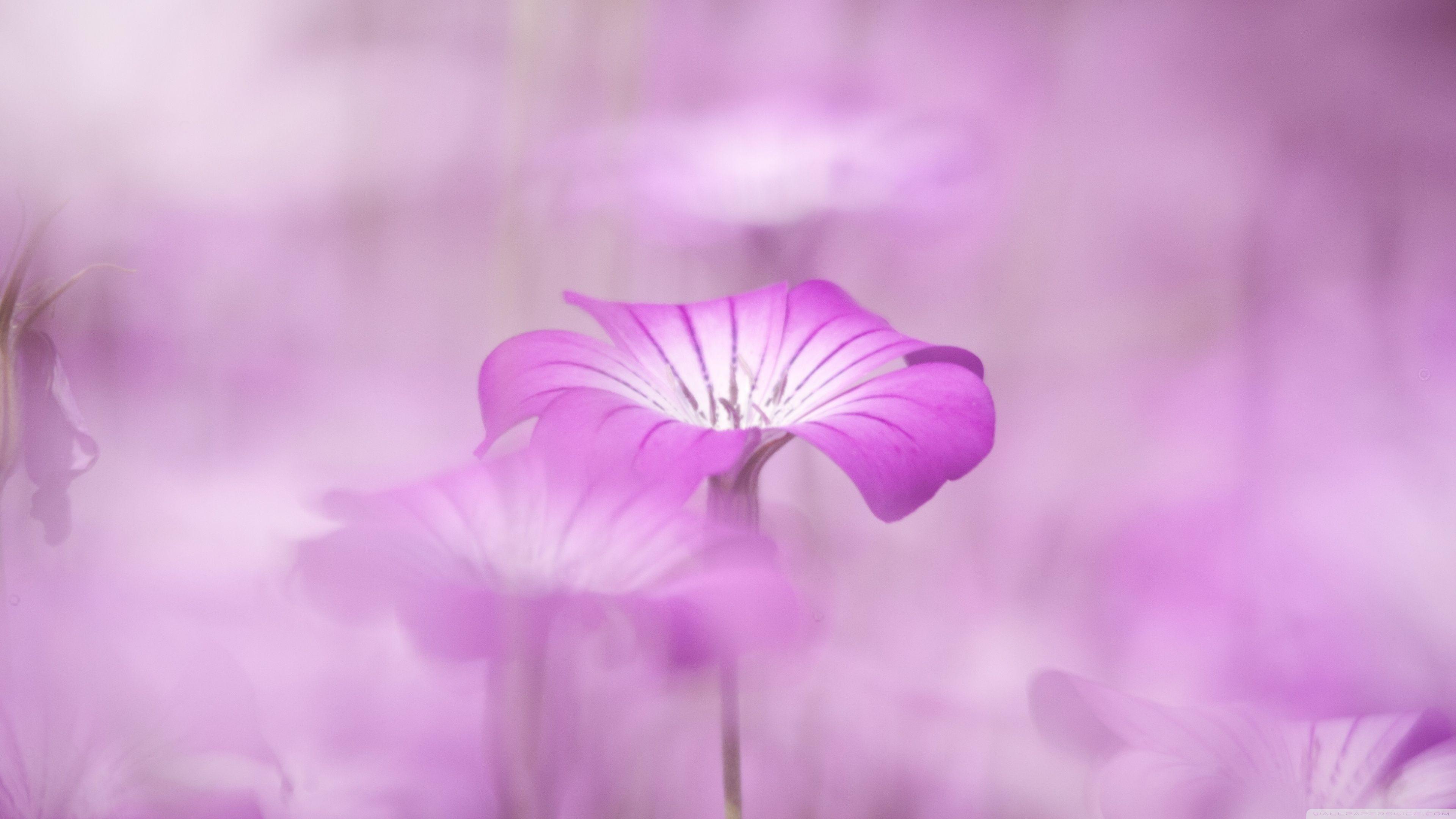 Purple Flowers Tumblr ❤ 4K HD Desktop Wallpaper for 4K Ultra HD TV
