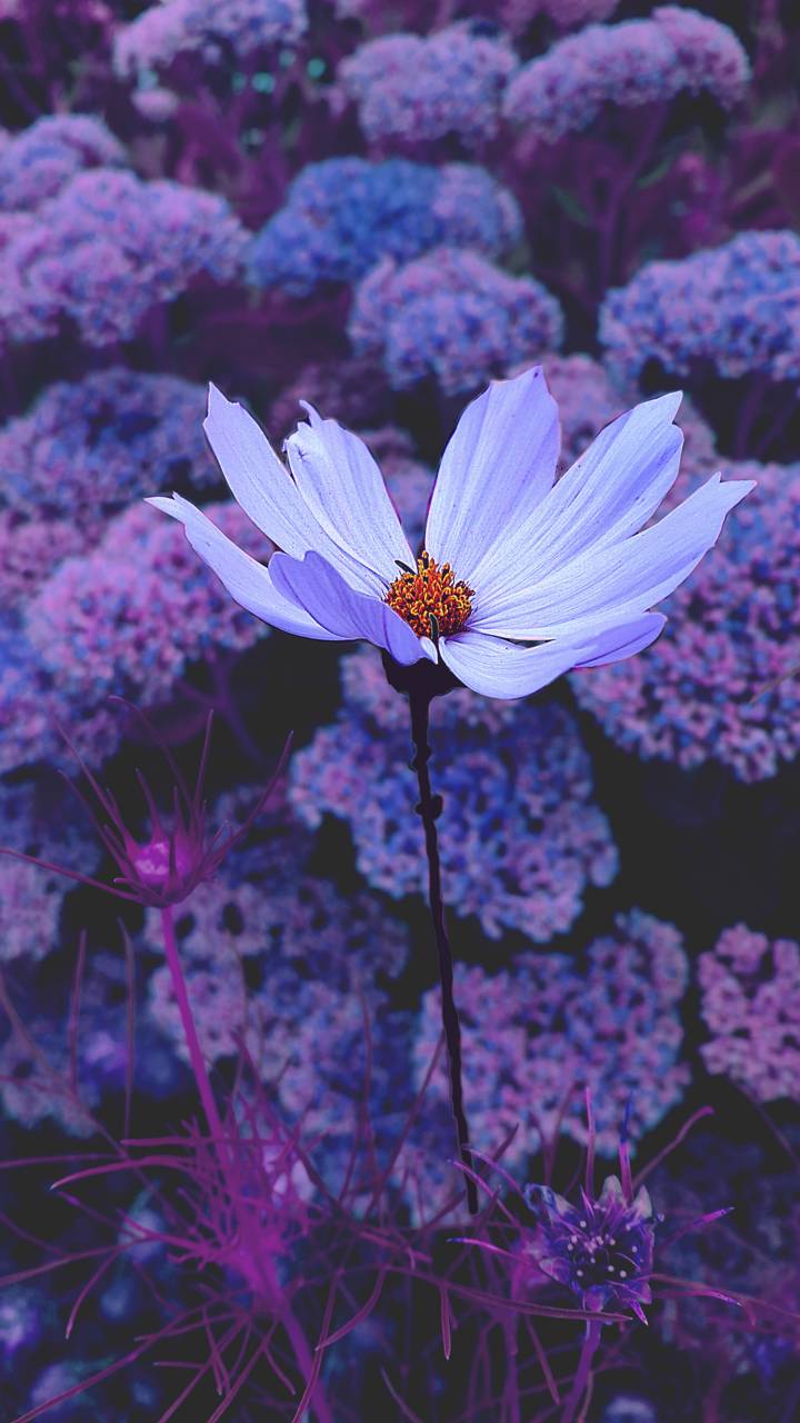 Purple tumblr flower wallpaper
