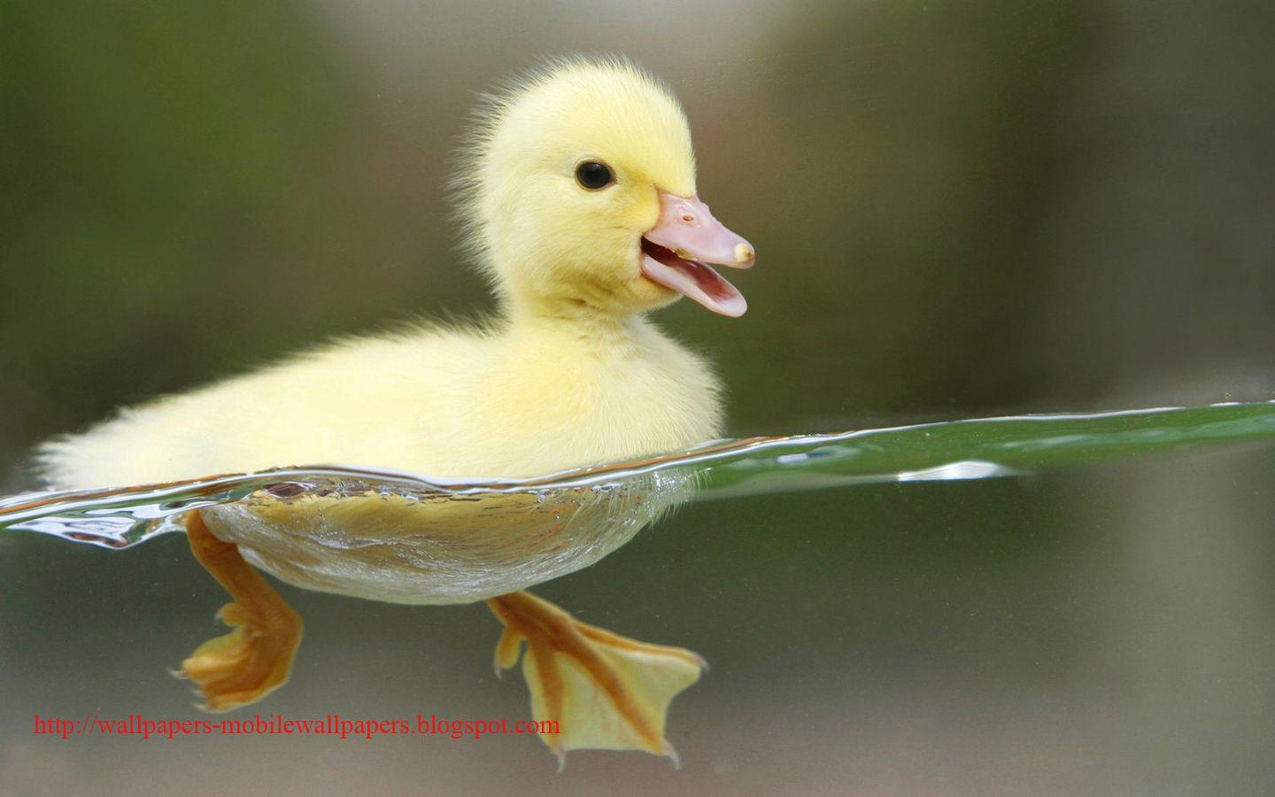 Rare Collection of free wallpaper: Heart Touching Refresh Duck