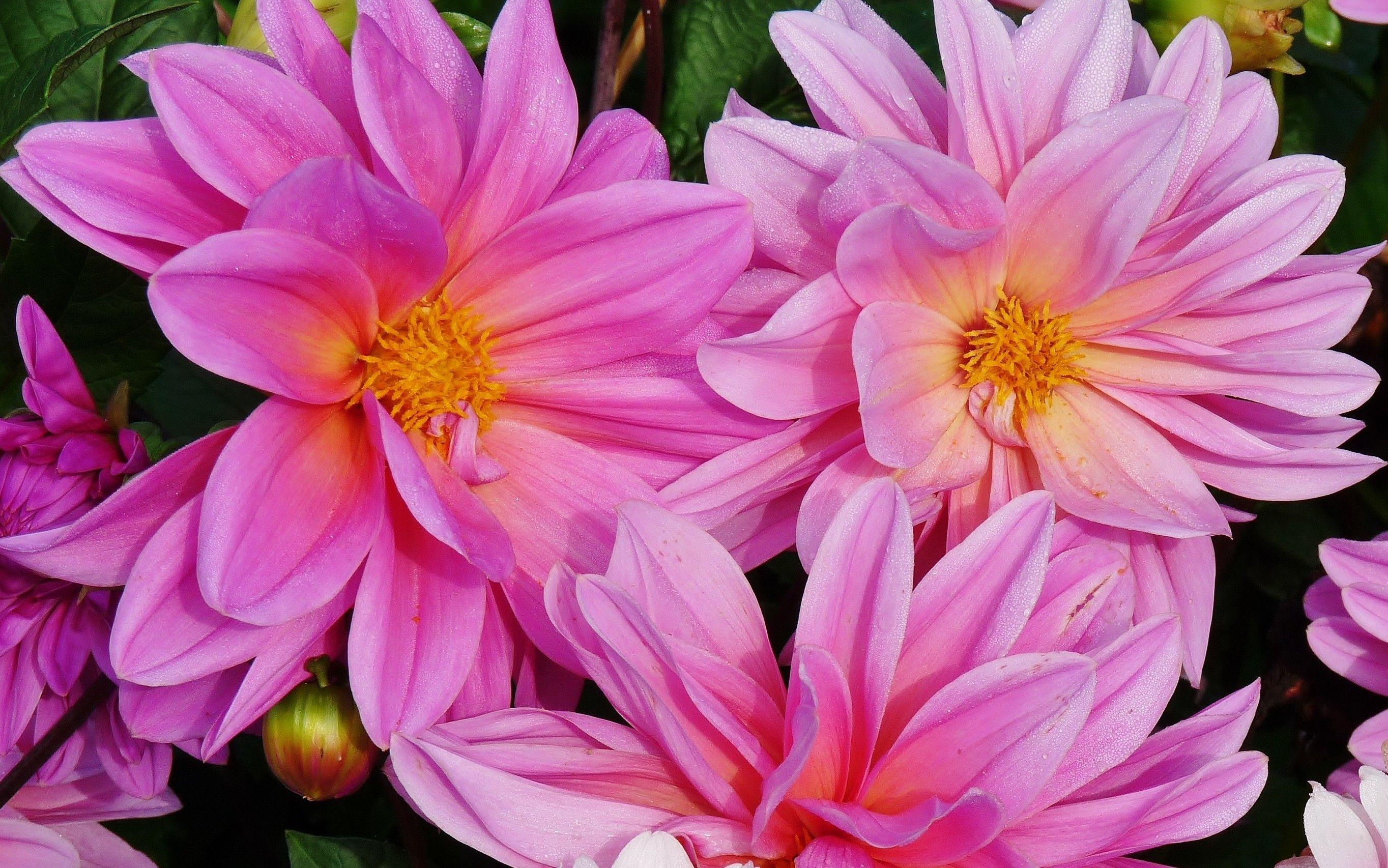 Flowers: Summer Soft Pink Flowers Farewell Flower Wallpaper National