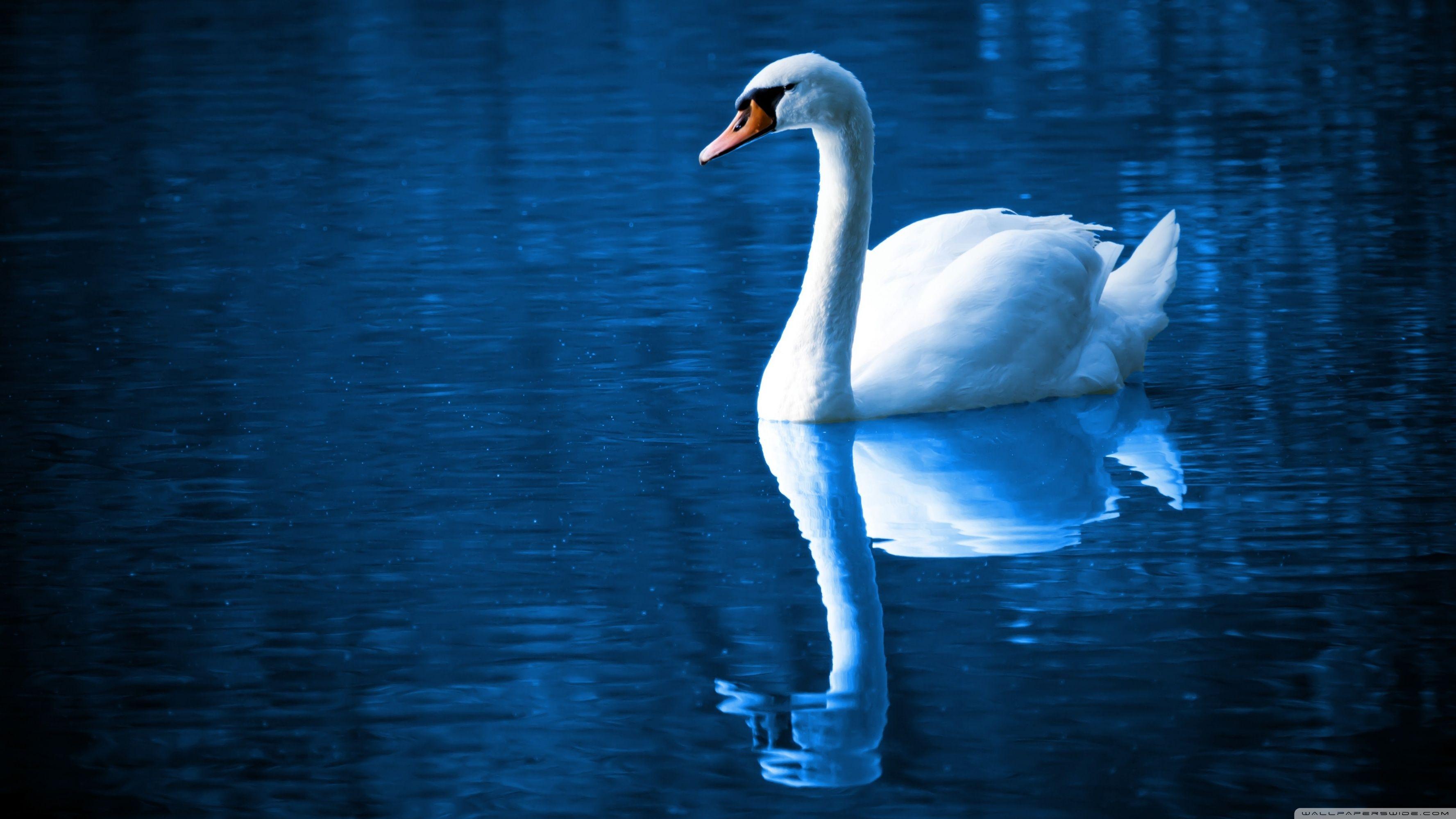 Beautiful Swan ❤ 4K HD Desktop Wallpaper for 4K Ultra HD TV • Wide