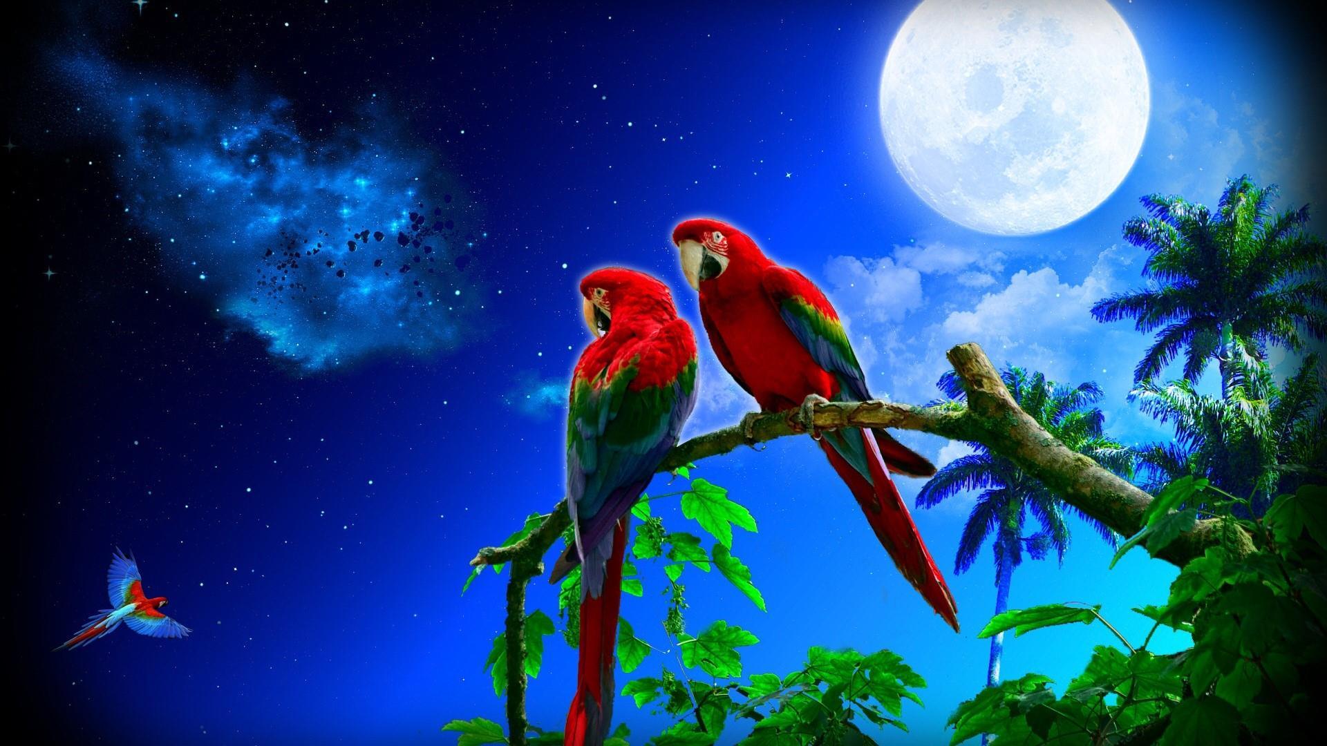 Macaws In The Fool Moon Wallpaper. Wallpaper Studio 10