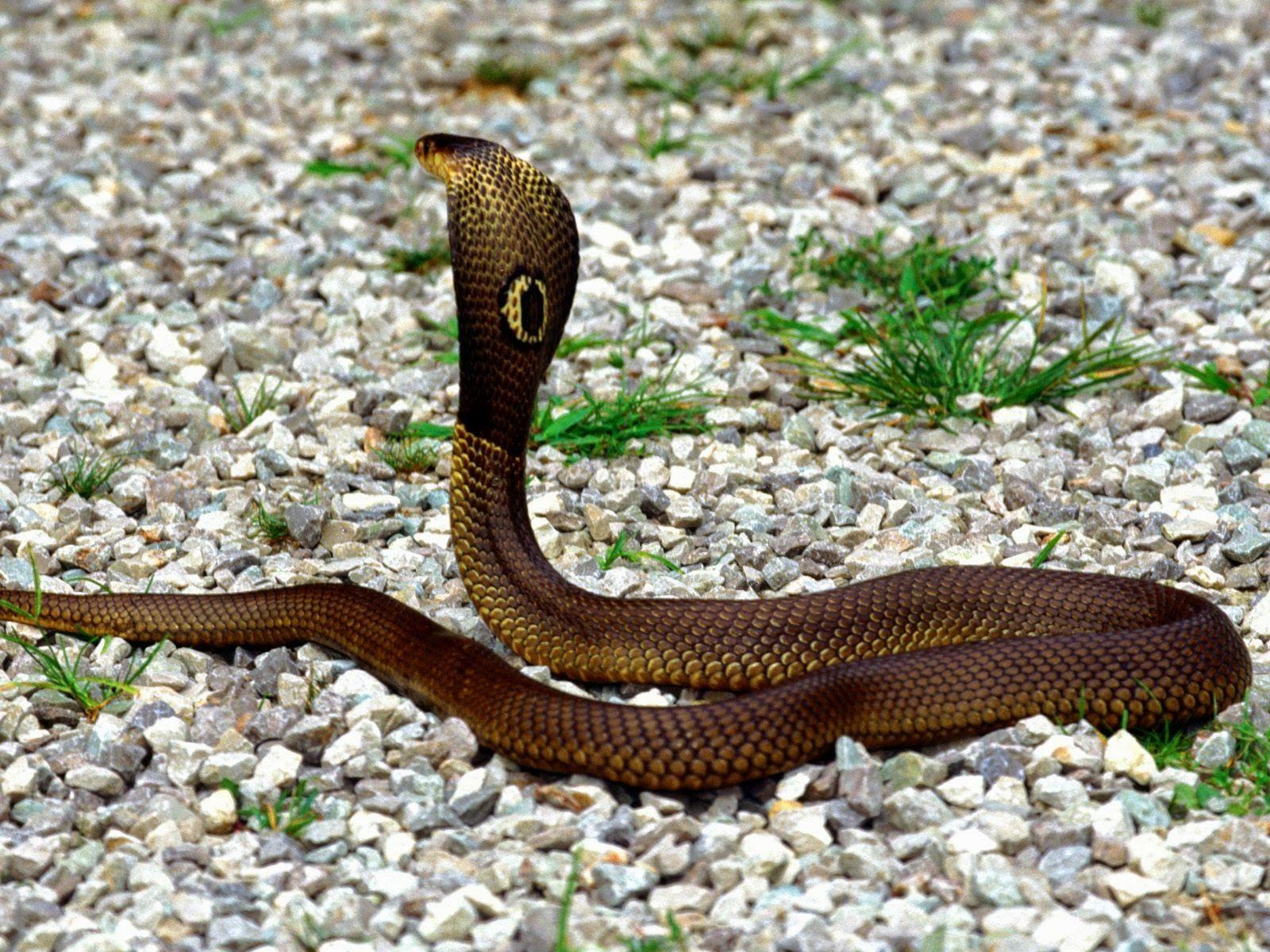 knowledge point: King Cobra Snake Facts.