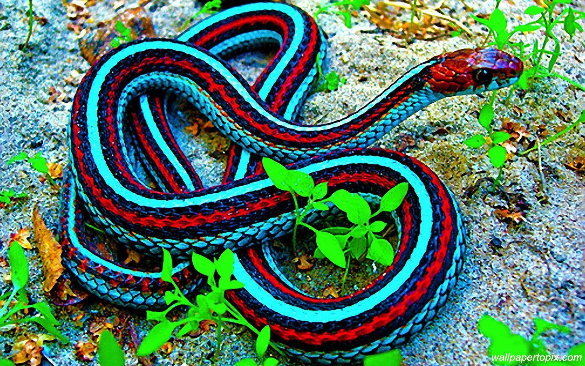 Indian King Cobra Snake Wallpaper