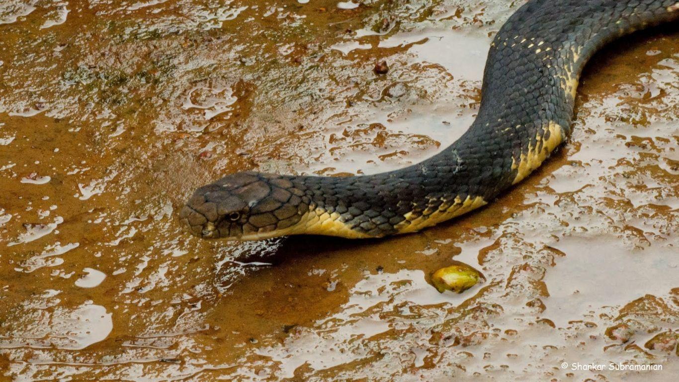 King kobra snake photo