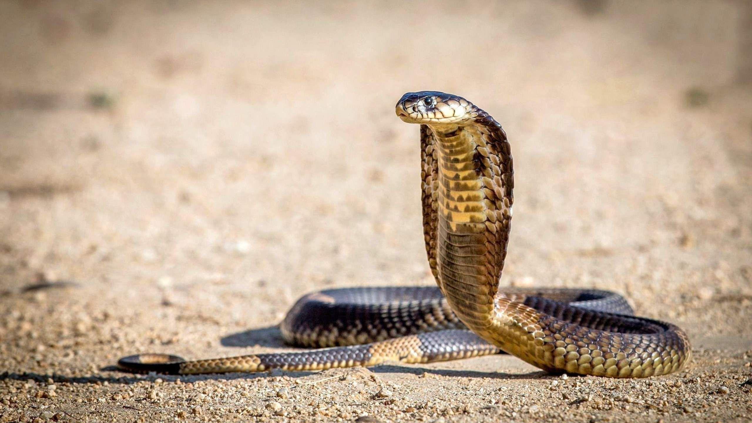King Cobra HD Wallpaper 1080p