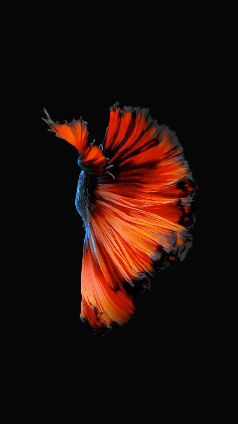 How to Get Apple's Live Fish Wallpaper Back on Your iPhone in iOS