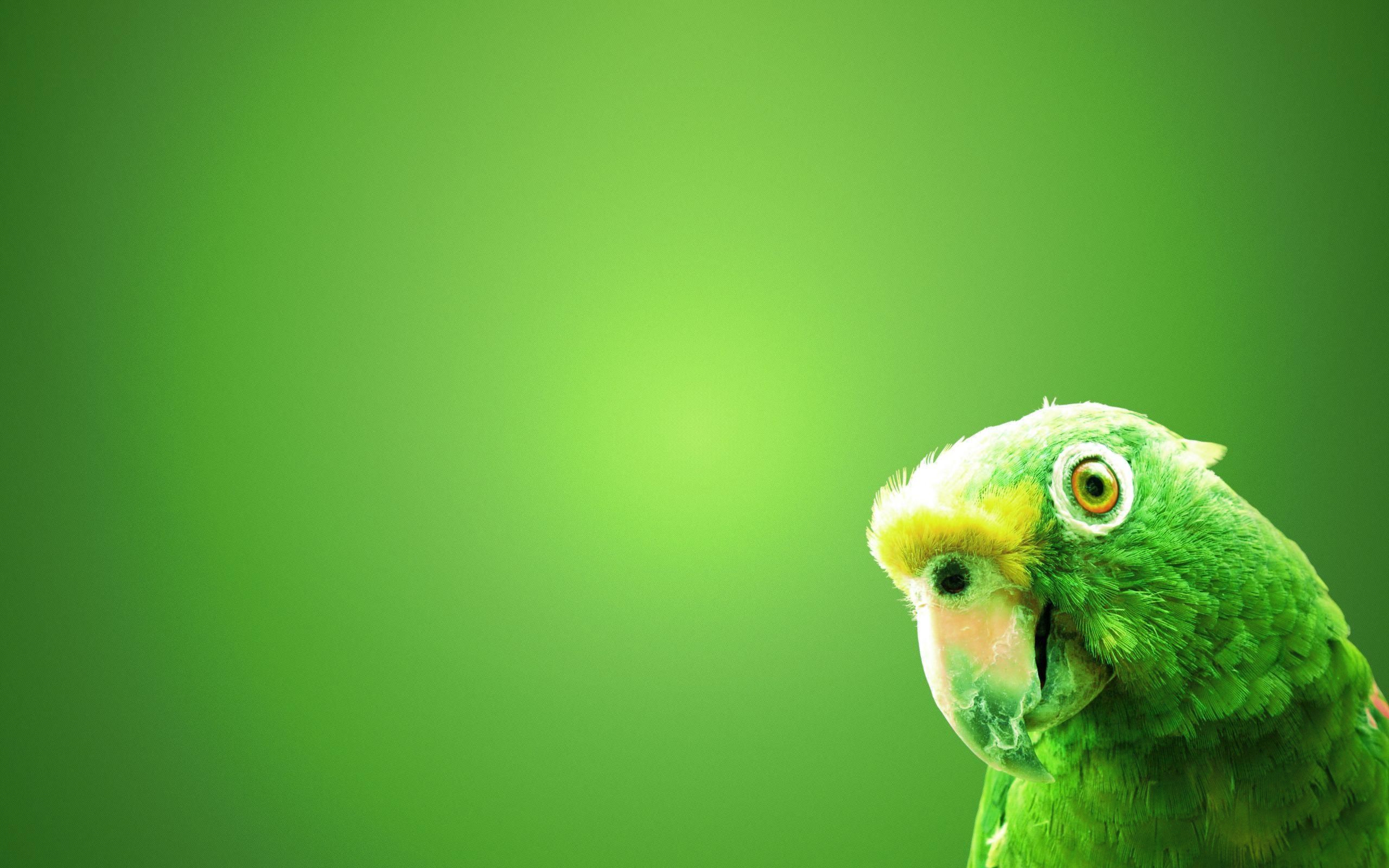 Green Parrot (2560×1600). Parrot wallpaper, Birds wallpaper HD