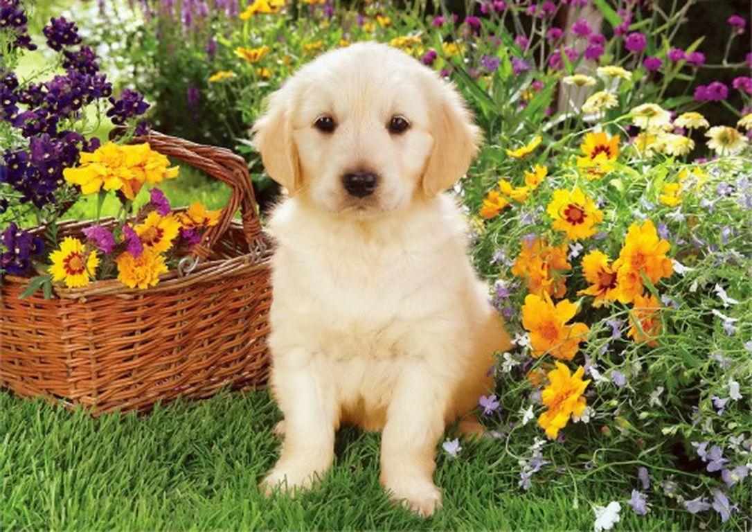 Spring Animal Wallpaper for Computer. DOGS AND PUPPIES