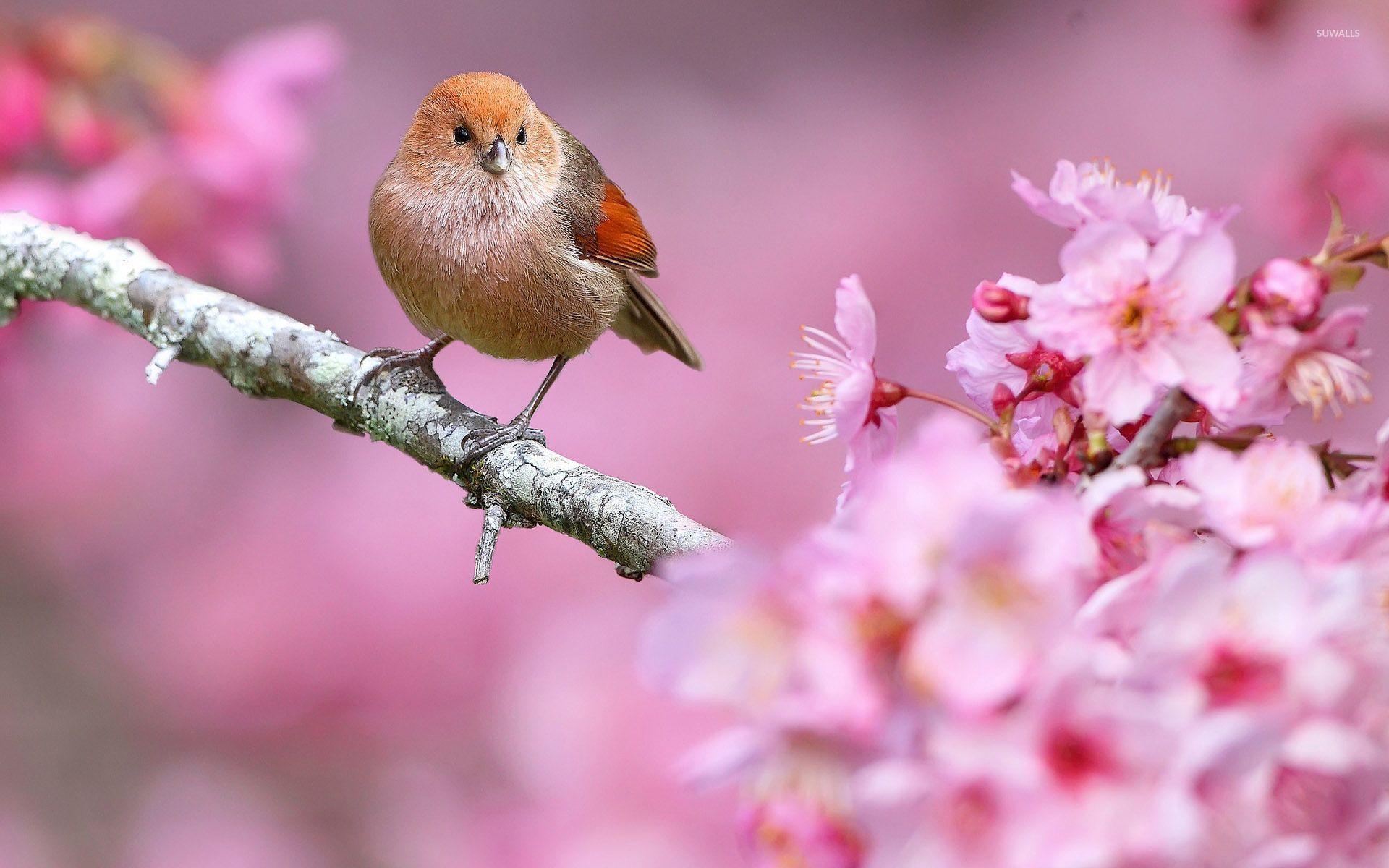 Small bird in a spring tree wallpaper wallpaper