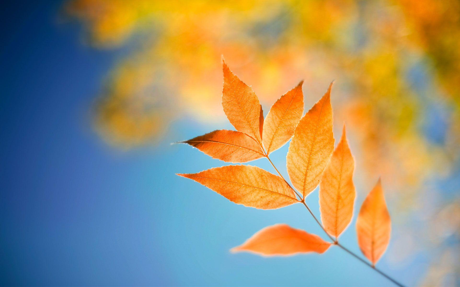 windows 8 wallpaper leap HD windows 8 leap wallpaper