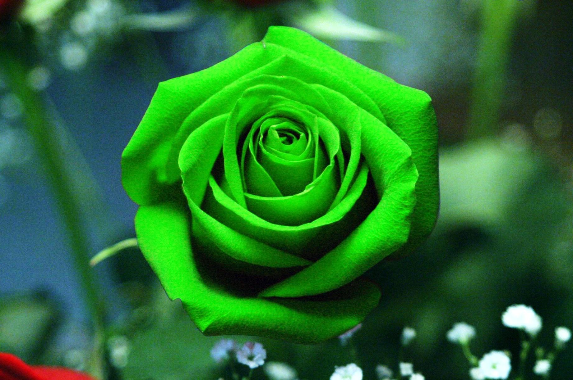 Green Rose Flower Wallpaper HD Picture