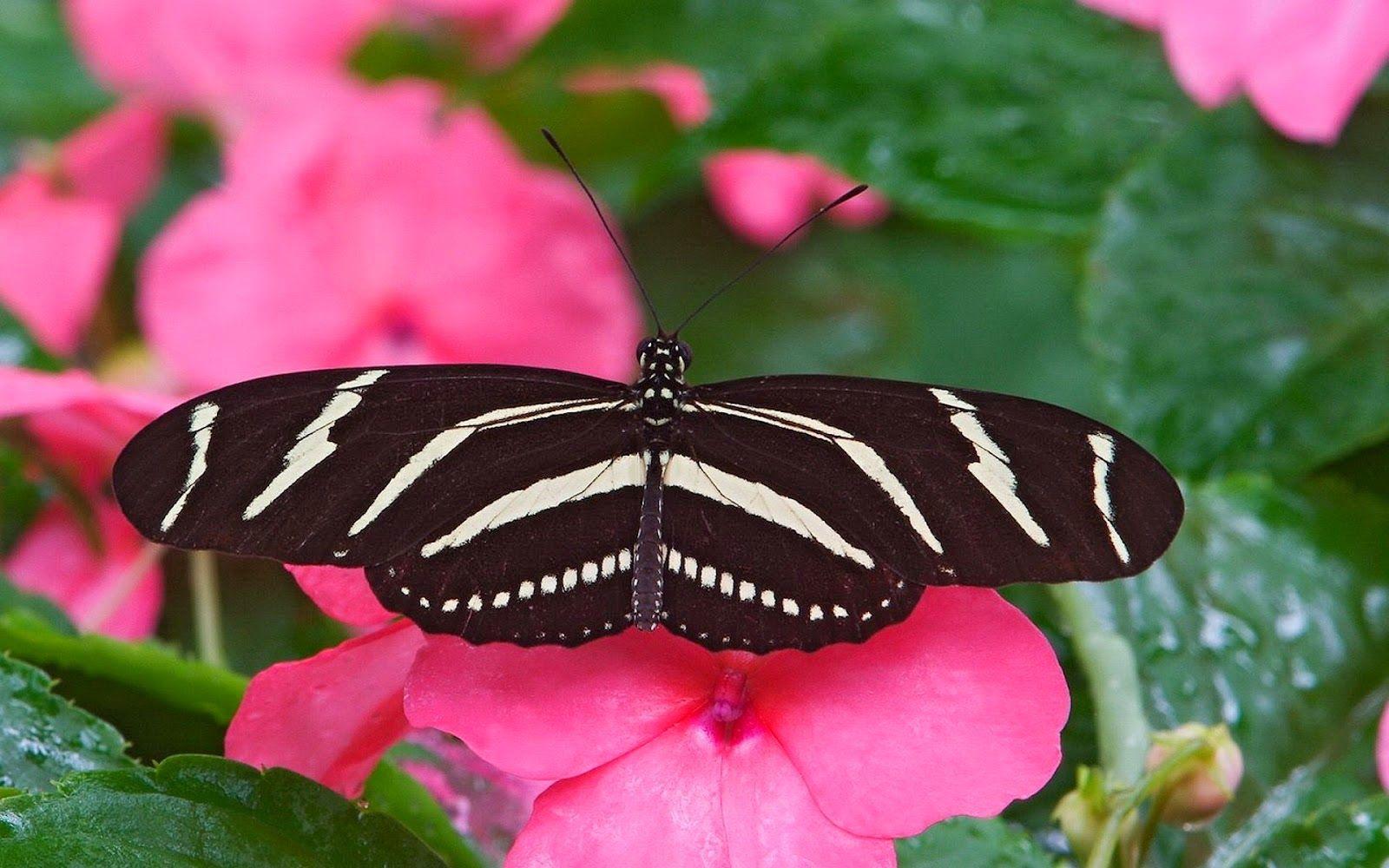Desktop HD Wallpaper Free Downloads: Butterfly in Pink flowers HD