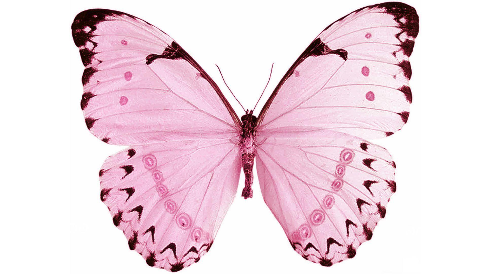 Pink Butterfly HD Wallpaper