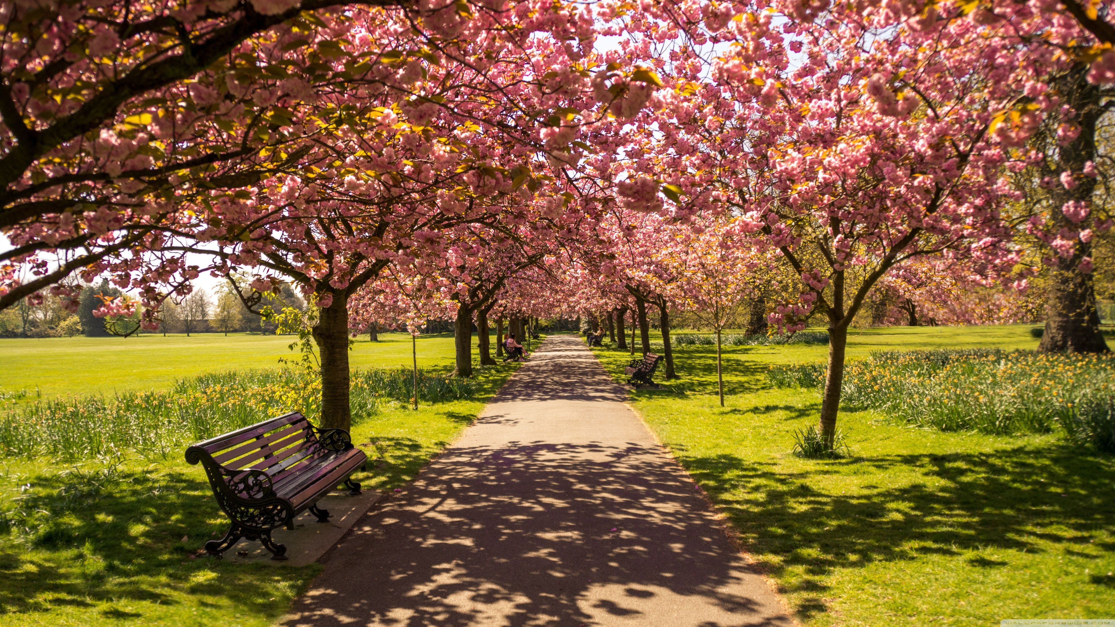 Park Alley Springtime ❤ 4K HD Desktop Wallpaper for 4K Ultra HD TV