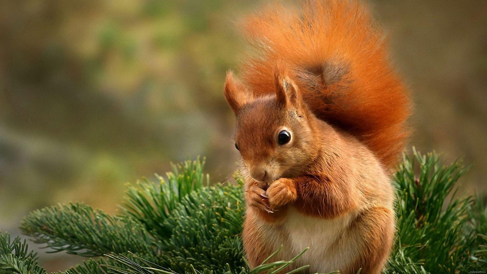 Squirrel Cute Animals HD Wallpaper