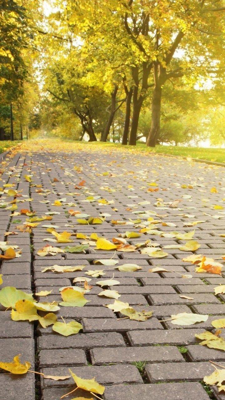 Yellow Leaves In Park Wallpaper- [720x1280]