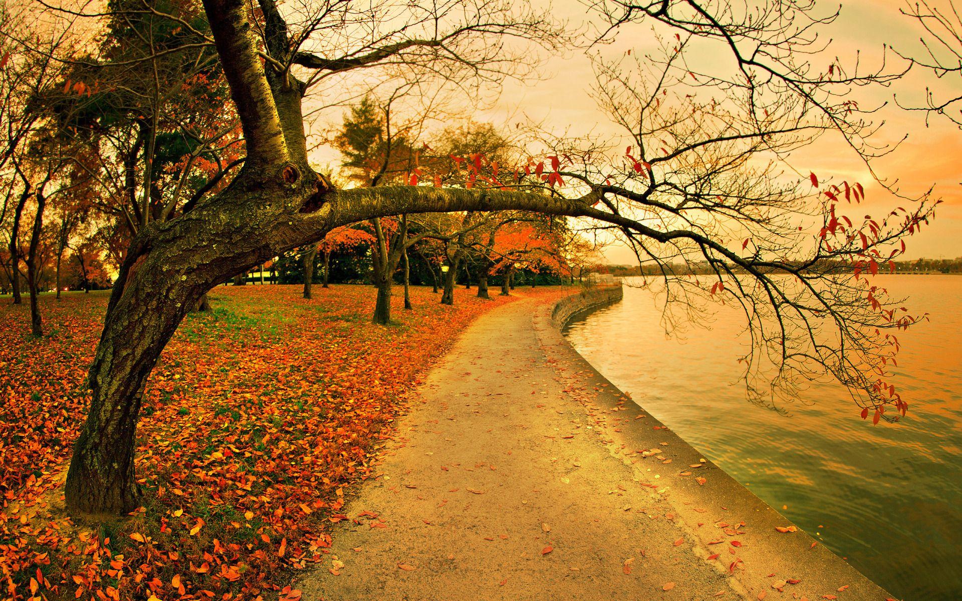Fall In The Park Widescreen Wallpaper. Wide Wallpaper.NET
