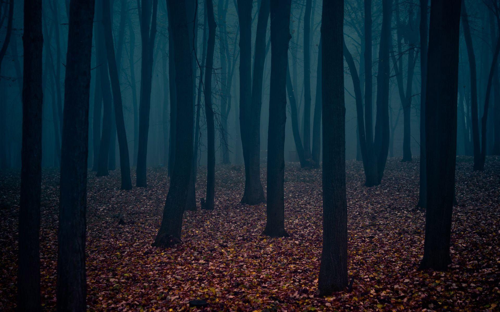 Dark Forest Wallpaper High Quality Resolution Free Download