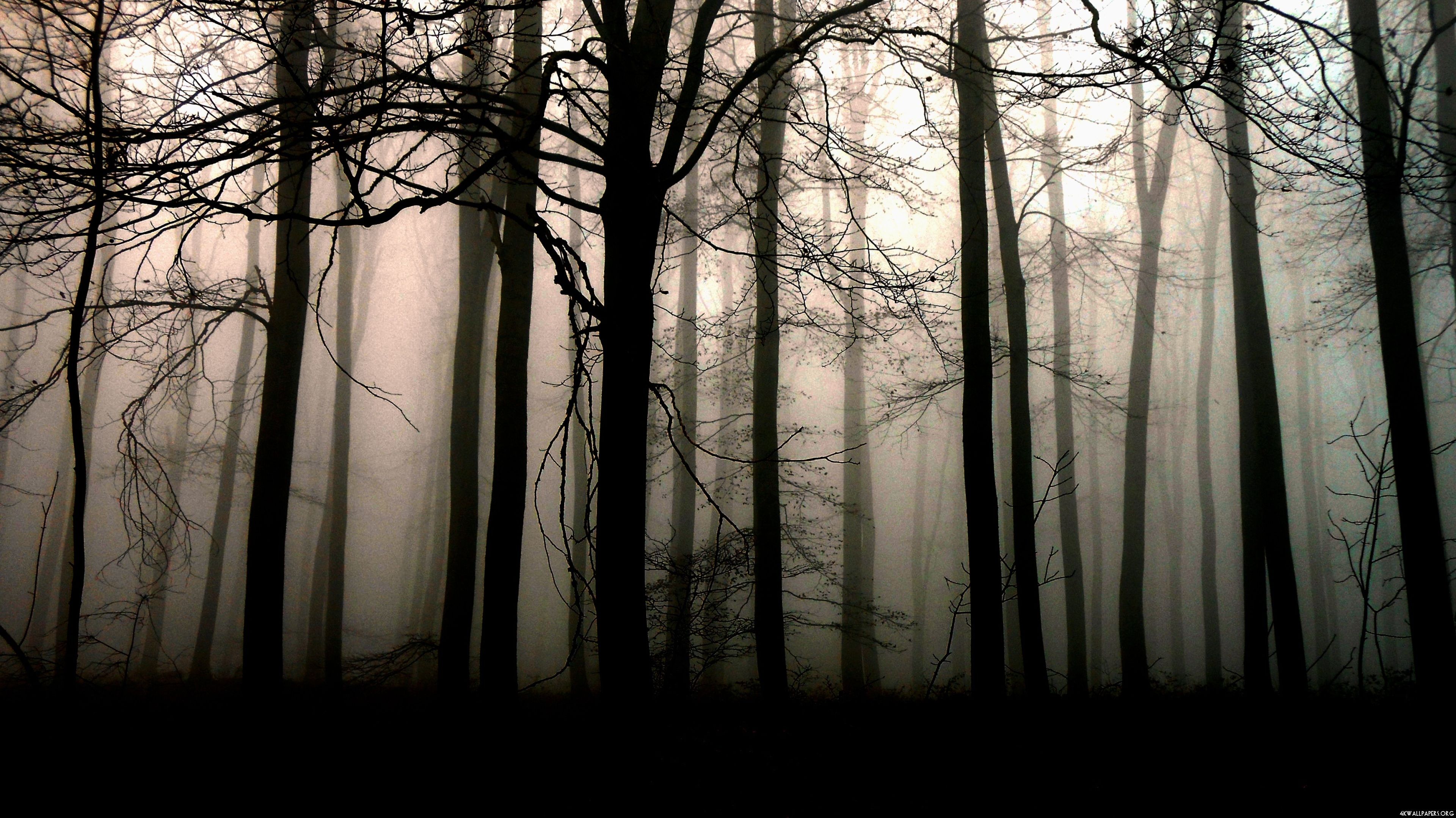 Dark Forest Wallpapers HD - Wallpaper Cave