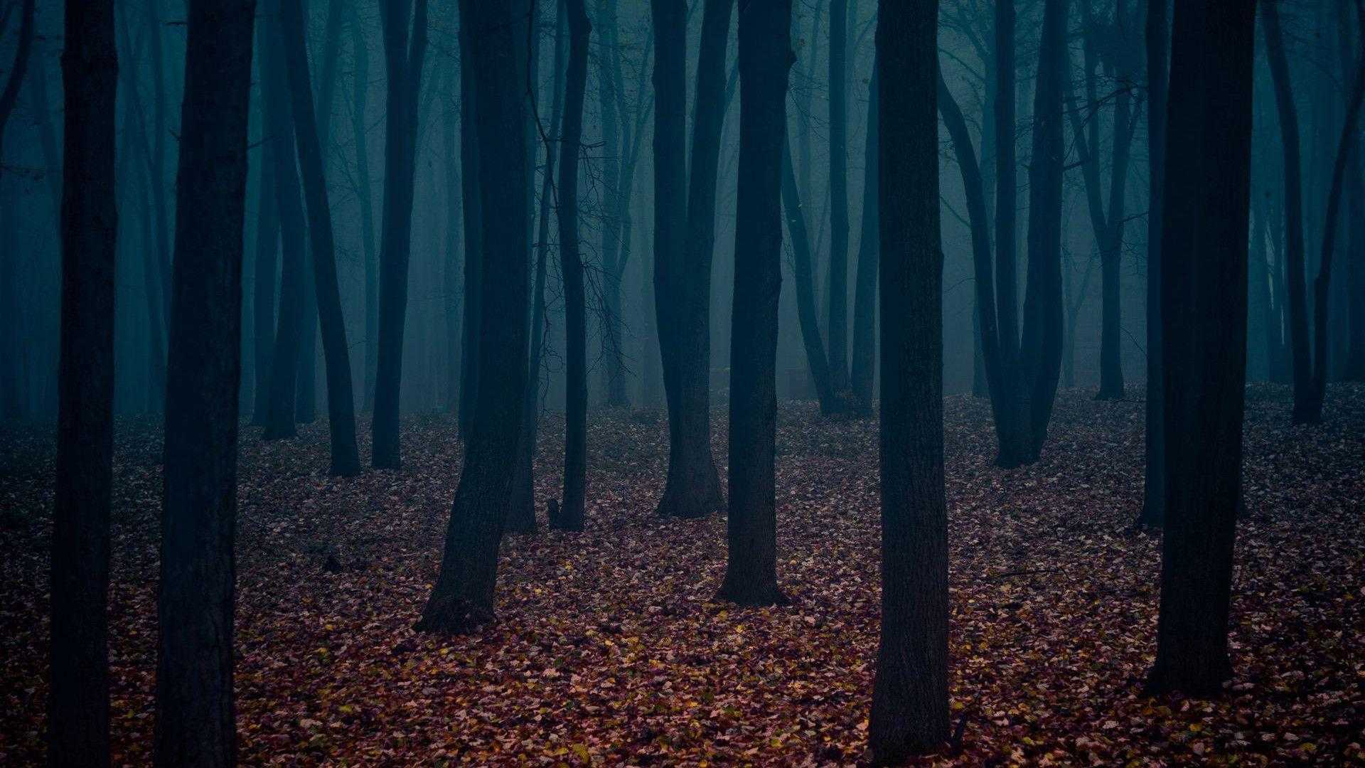 Dark Forest Wallpaper HD Full Of iPhone