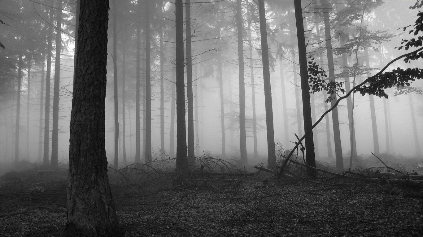 Dark Forest Wallpaper HD Resolution • dodskypict