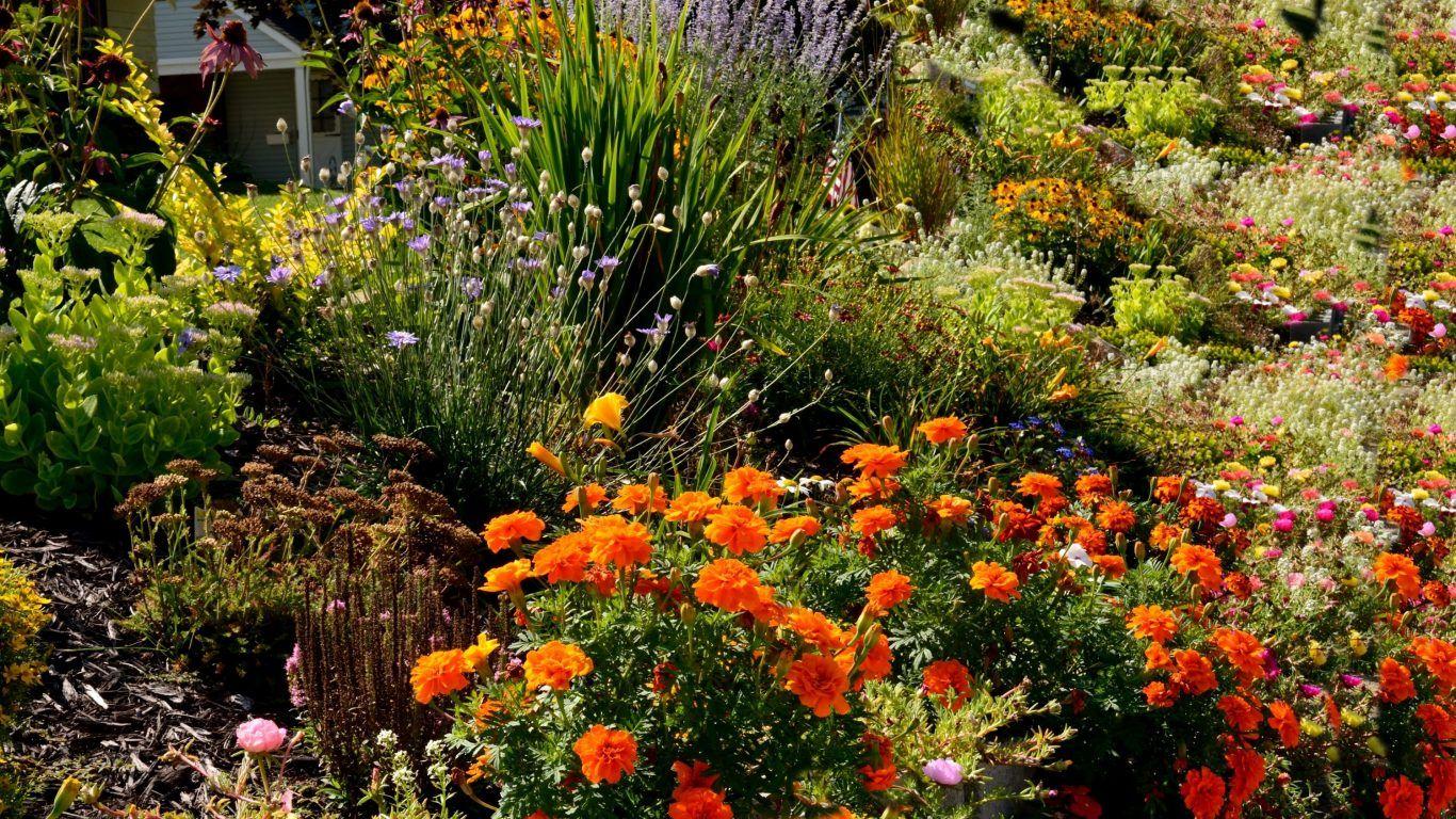 Tulips Creativity Green Pink Blue Photography Garden Flowers Red