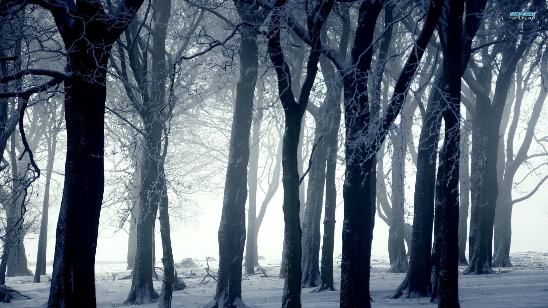 Winter dark forest wallpaper