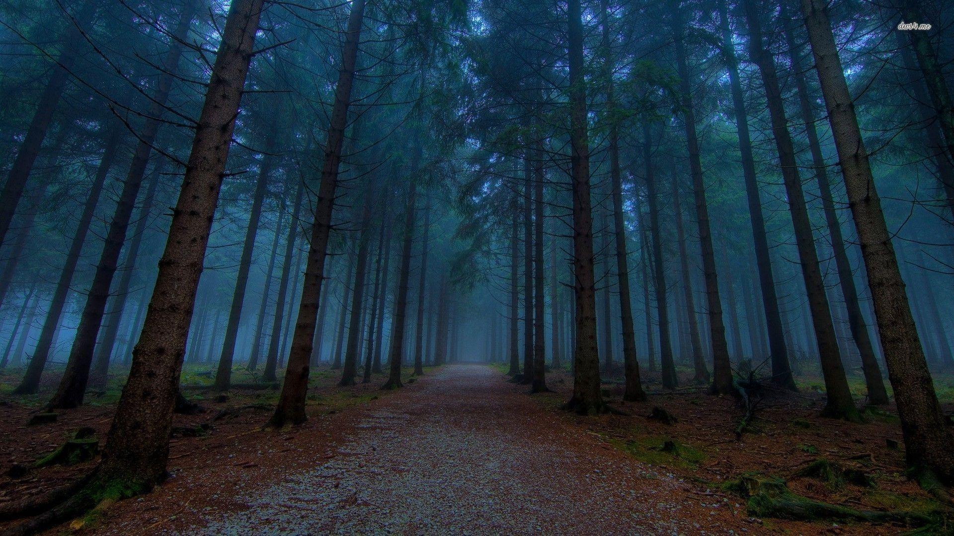 Forests: Road Forest Path Foggy Trees Dark Forests Nature Wallpaper