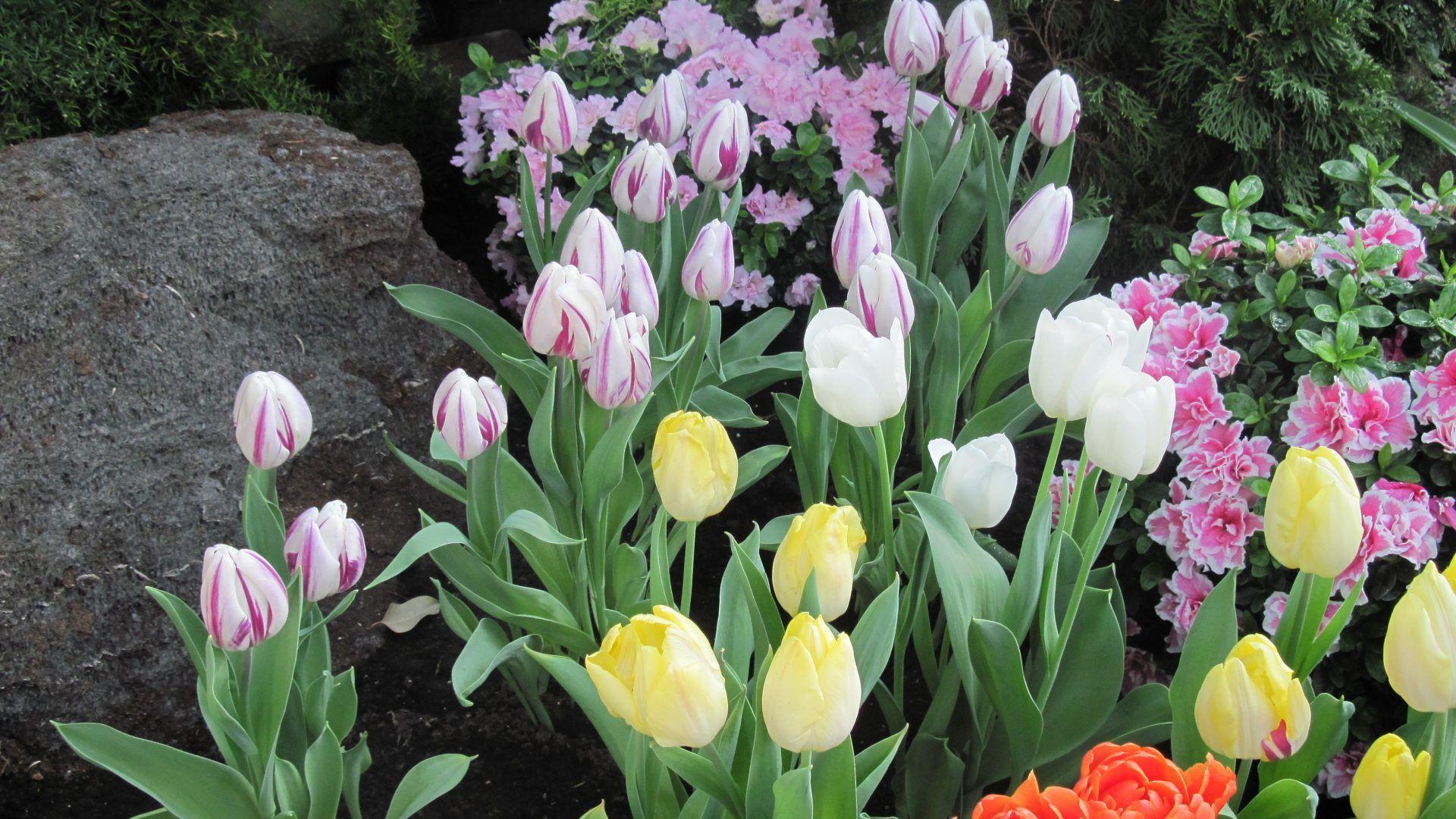 Gardener Tag wallpaper: Gardener Creativity Photography Flowers