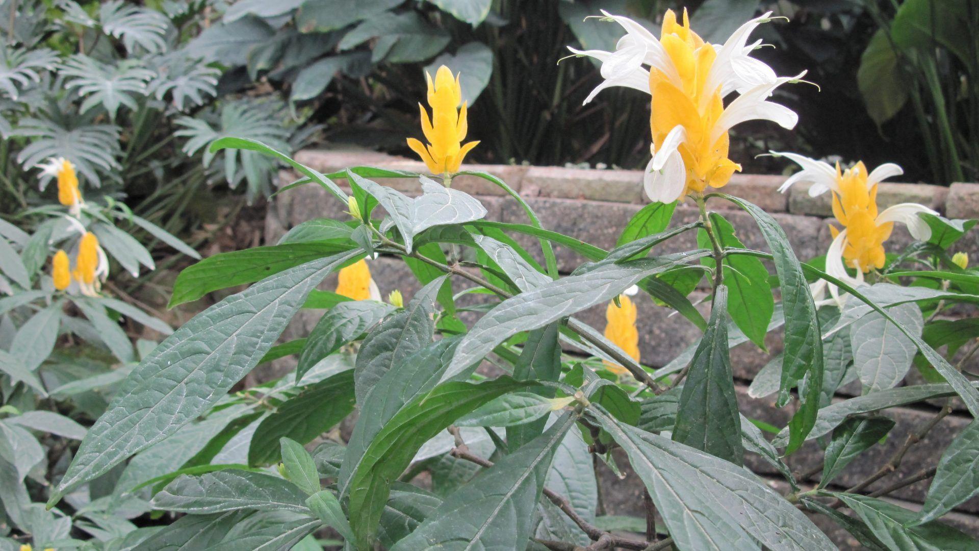 Gardener Tag wallpaper: Gardener Creativity Photography Flowers