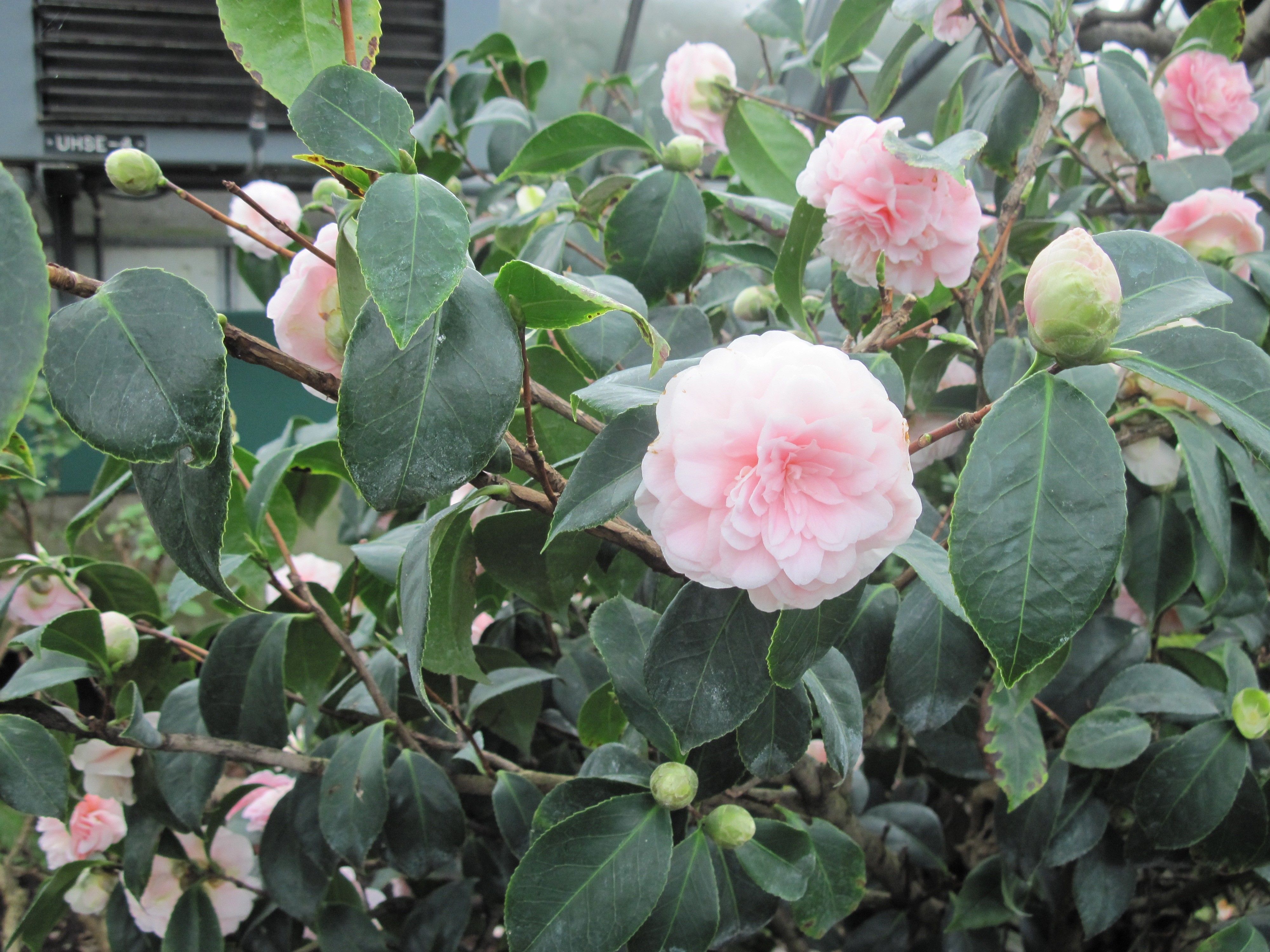 Flowers: Photography Day Garden Flowers Green Gardener Pyramids