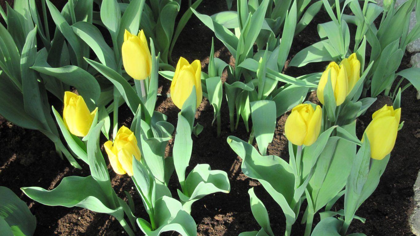 Flower: Gardener Creativity Flowers Photography Yellow Tulips Green