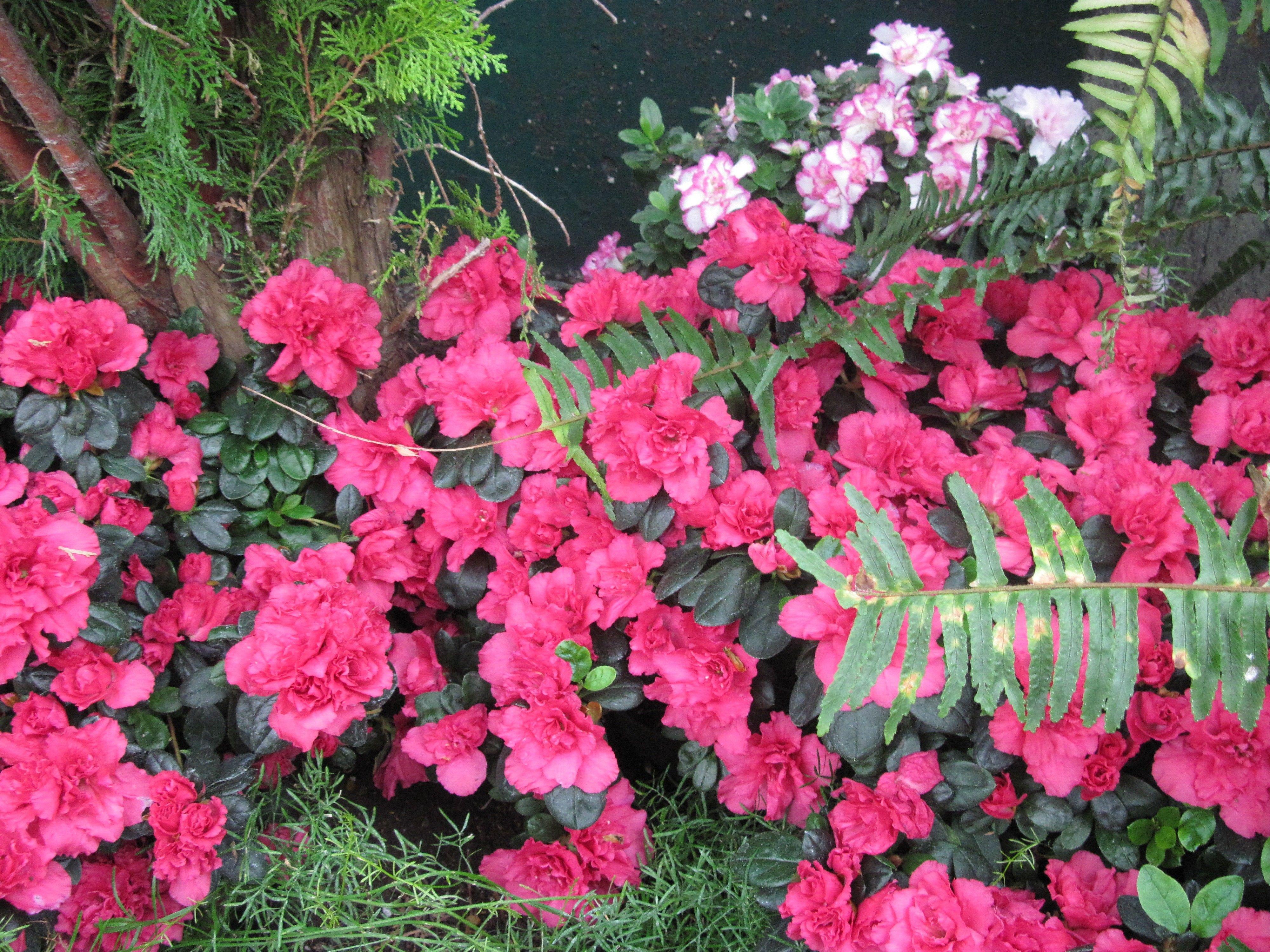 Flower: Green Gardener Pink Pyramids Professional Glass Day Red