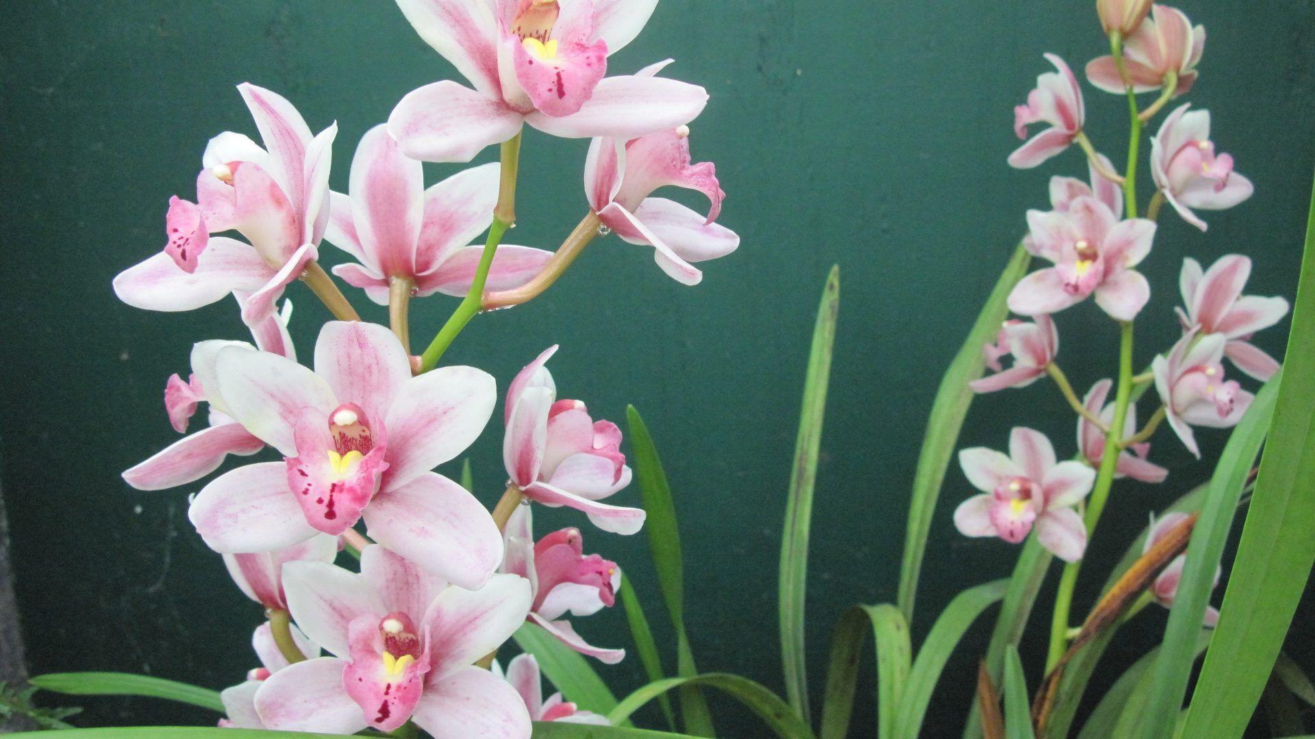 Gardener Tag wallpaper: Pyramids Pomegranate Glass Day Garden